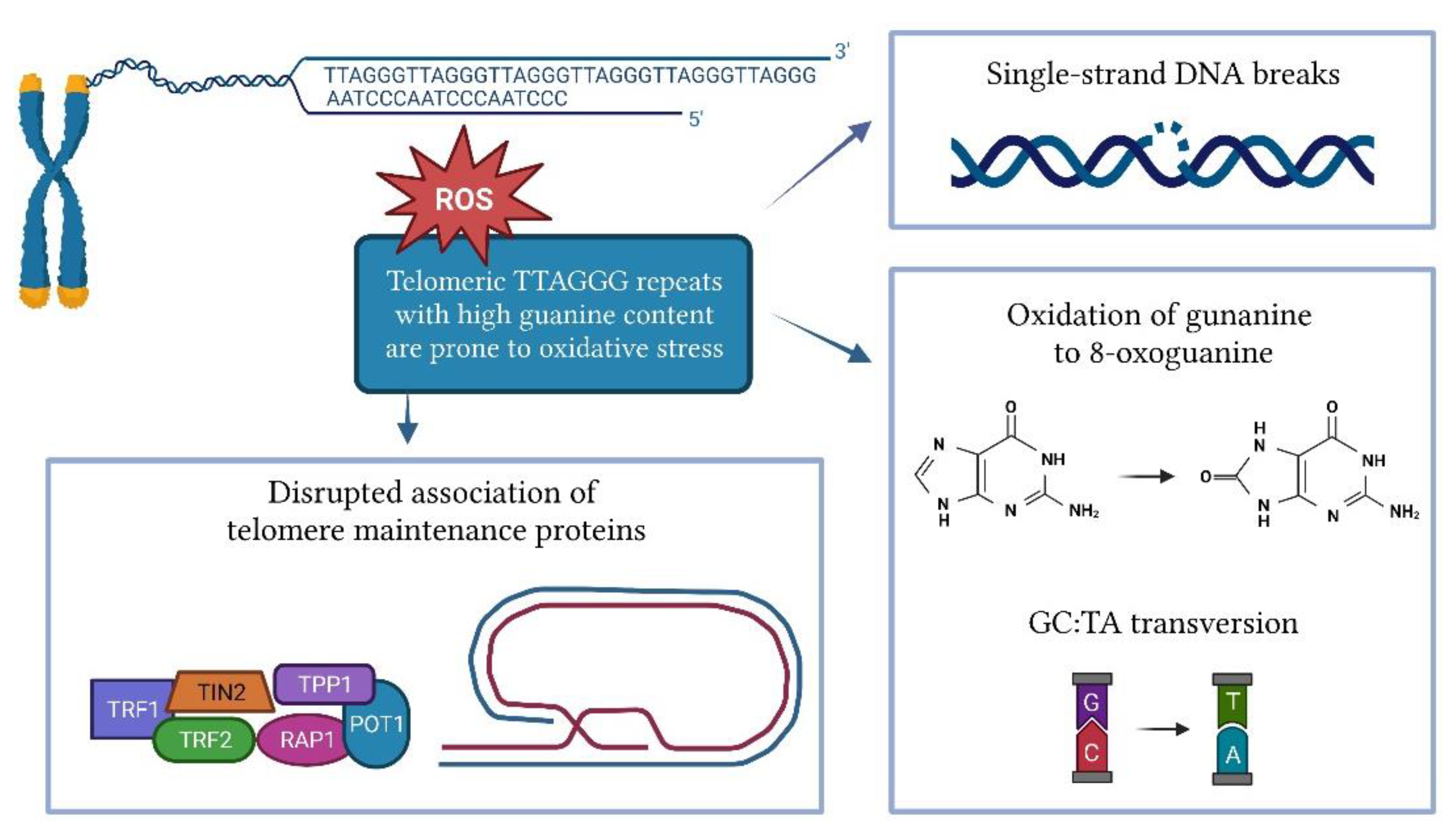 Antioxidants 12 00579 g002 Antioxidants 12 00579 g002