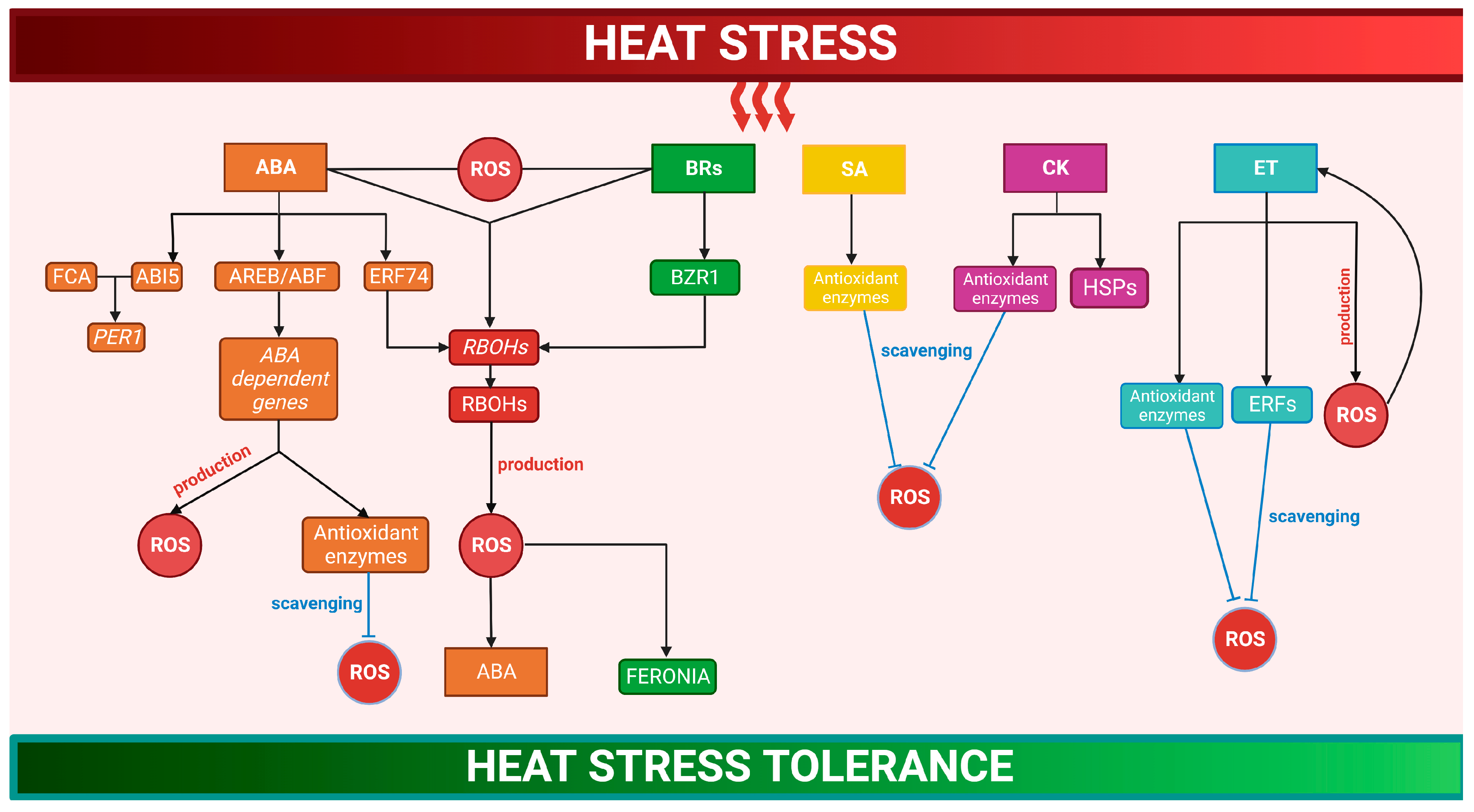 Antioxidants 12 00605 g002 Antioxidants 12 00605 g002