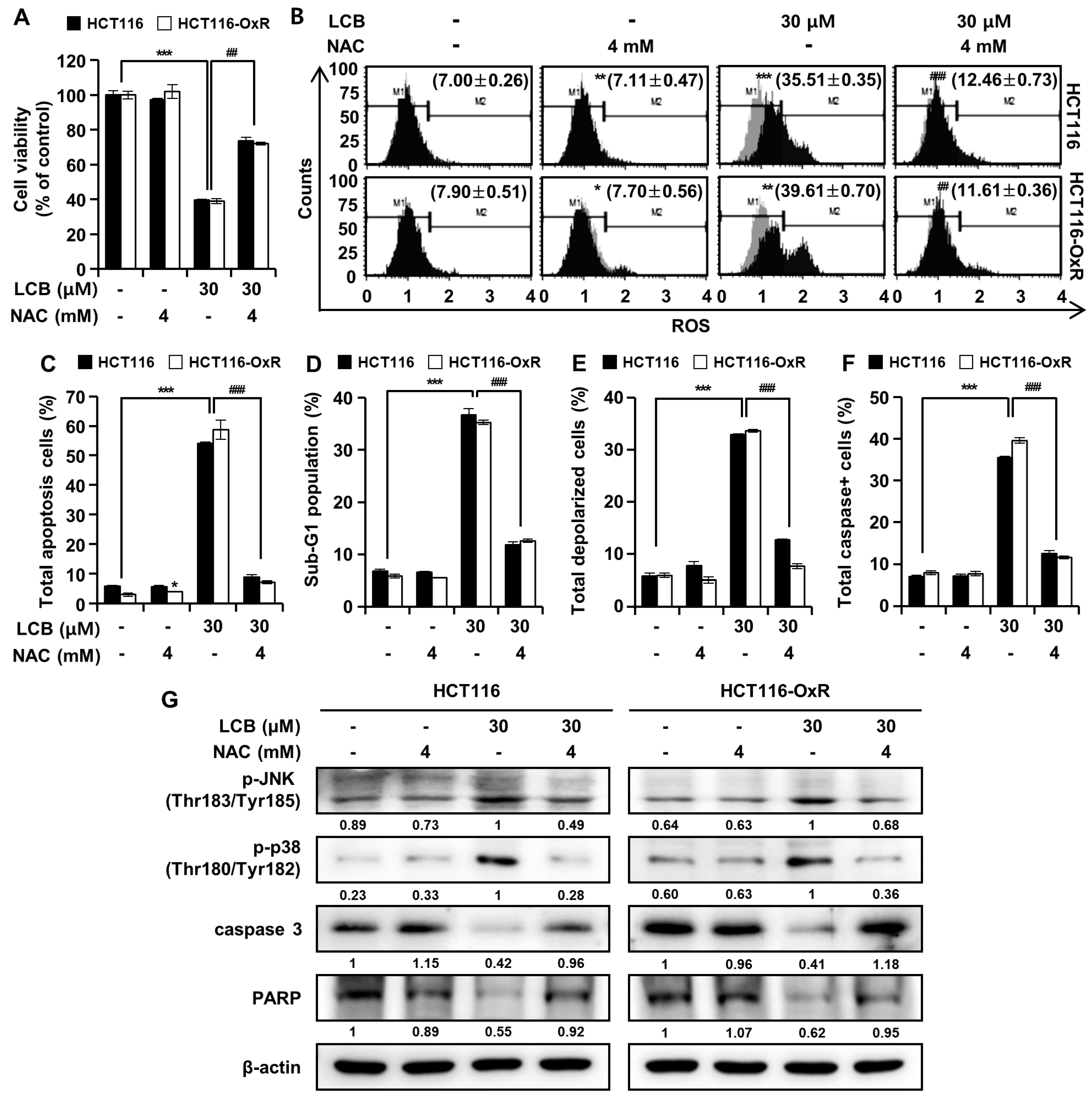 Antioxidants | Free Full-Text | Licochalcone B Induces ROS-Dependent ...