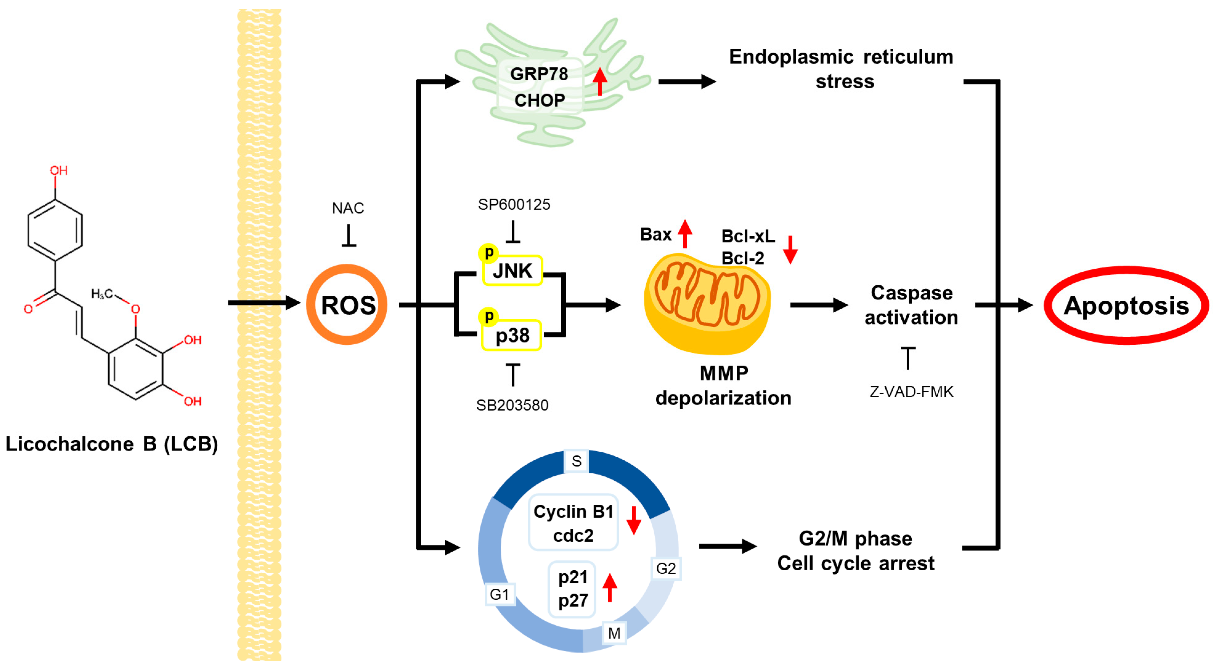 Antioxidants | Free Full-Text | Licochalcone B Induces ROS-Dependent ...