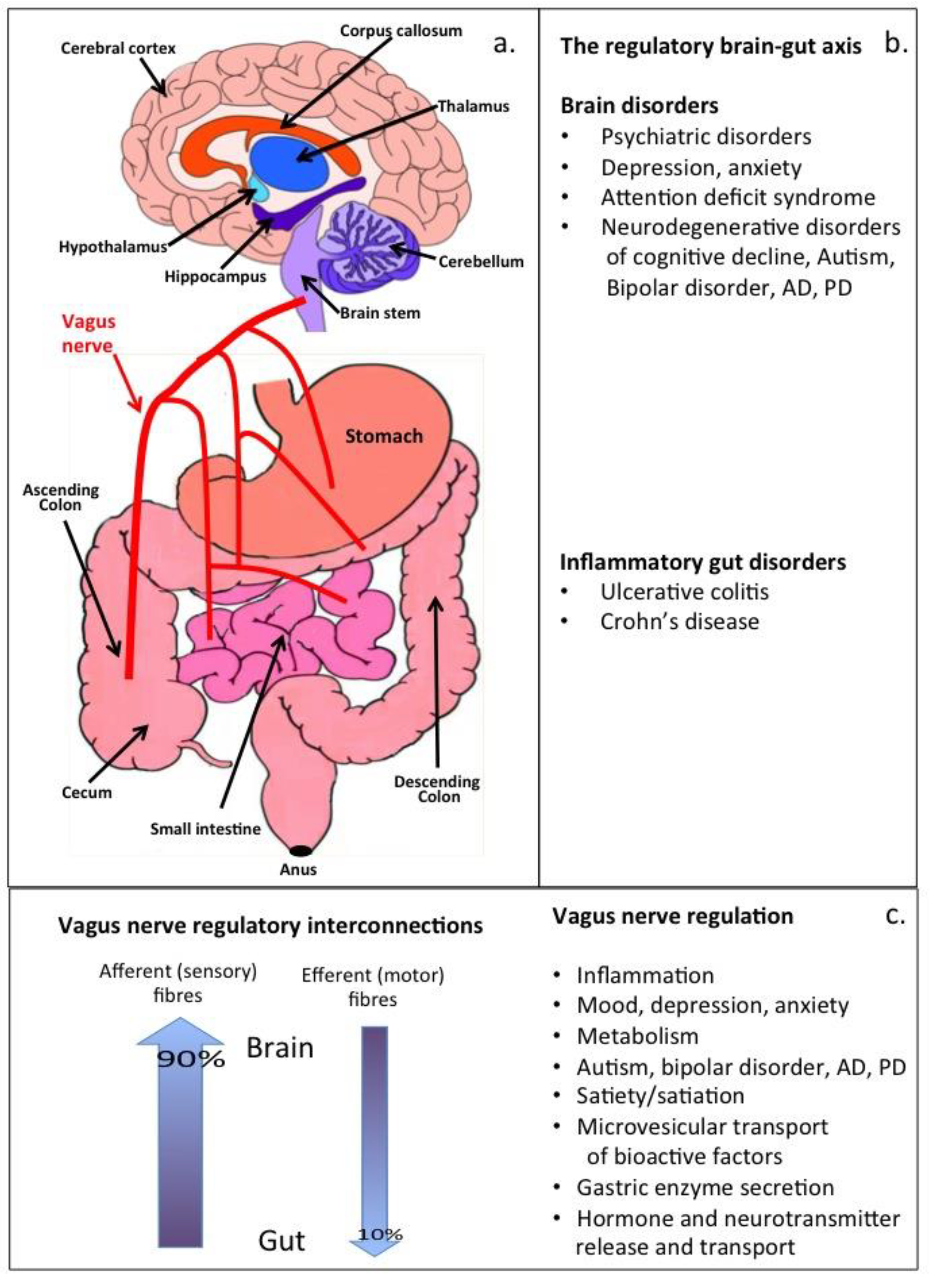 Antioxidants 12 00663 g001 Antioxidants 12 00663 g001