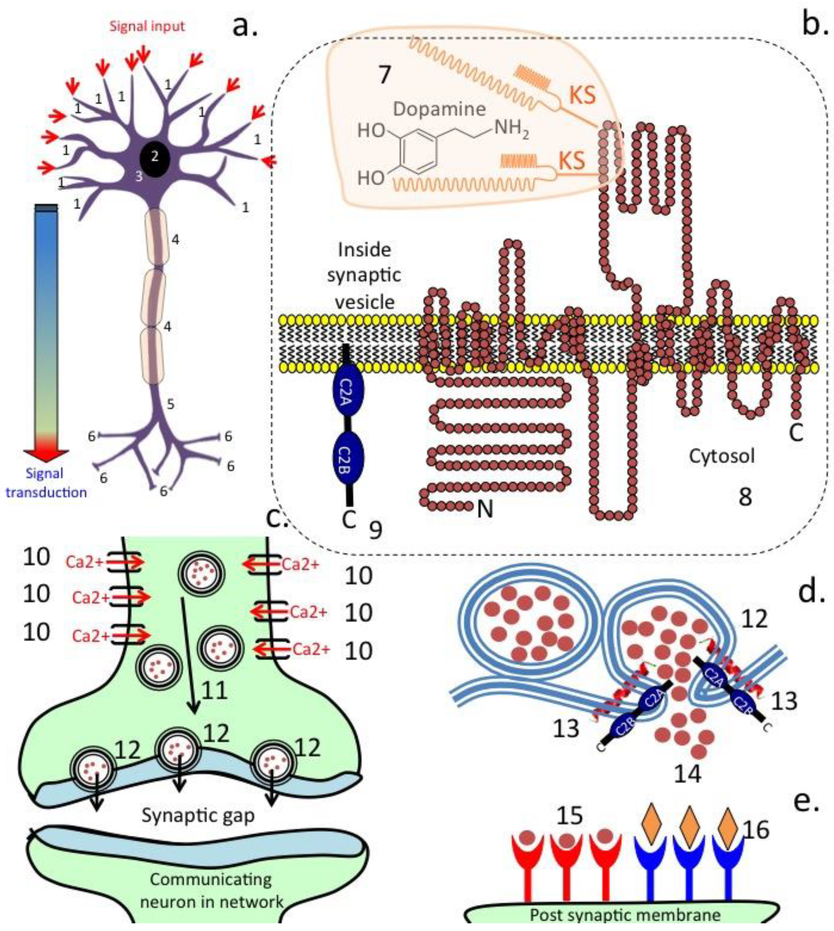 Antioxidants 12 00663 g002 Antioxidants 12 00663 g002