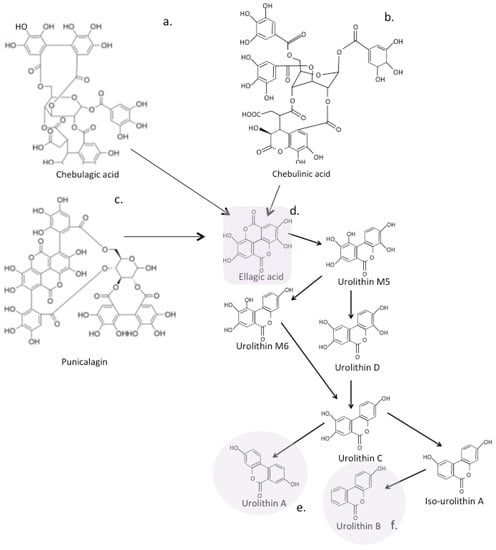 Antioxidants, Free Full-Text