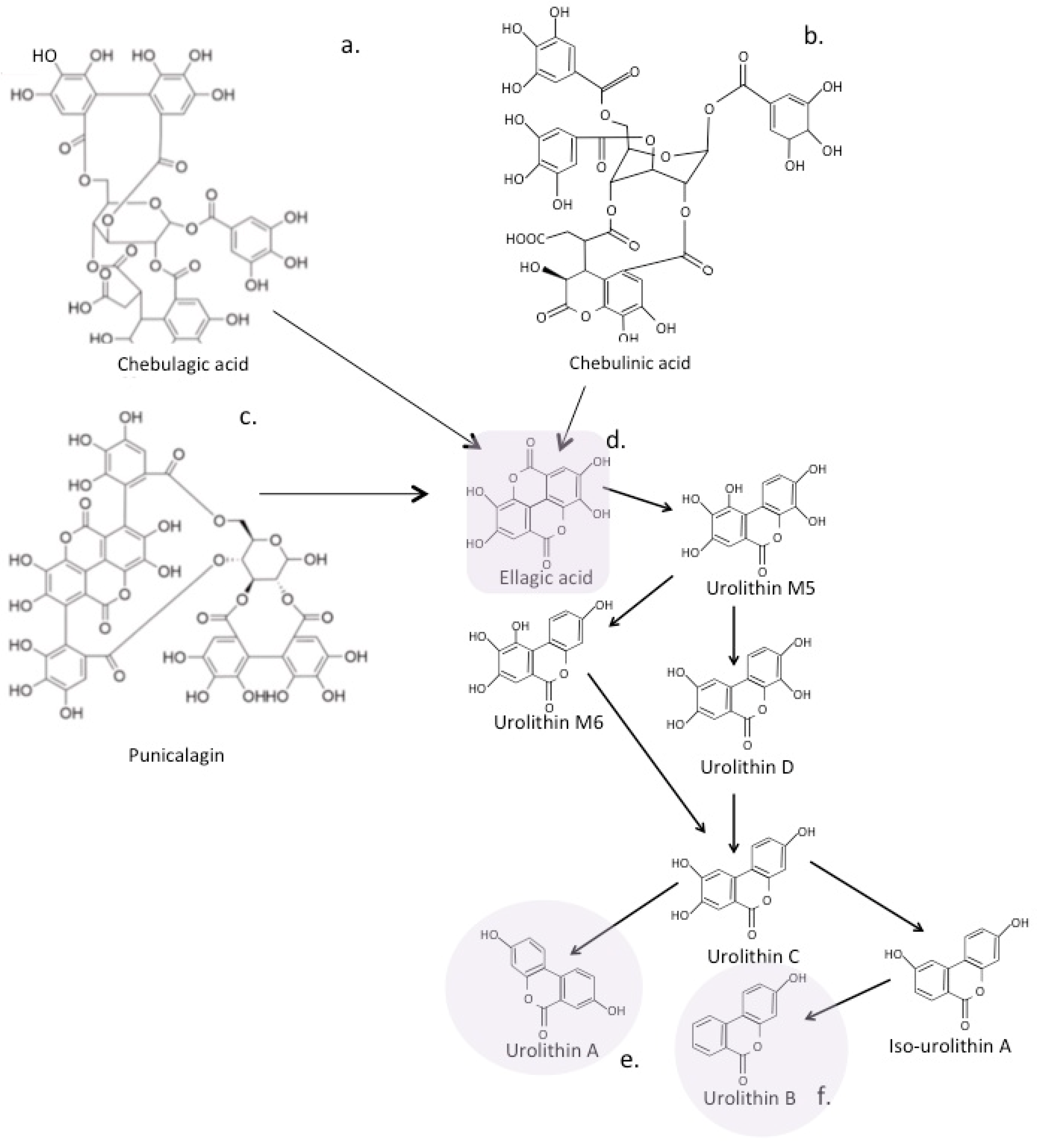 Antioxidants 12 00663 g008 Antioxidants 12 00663 g008