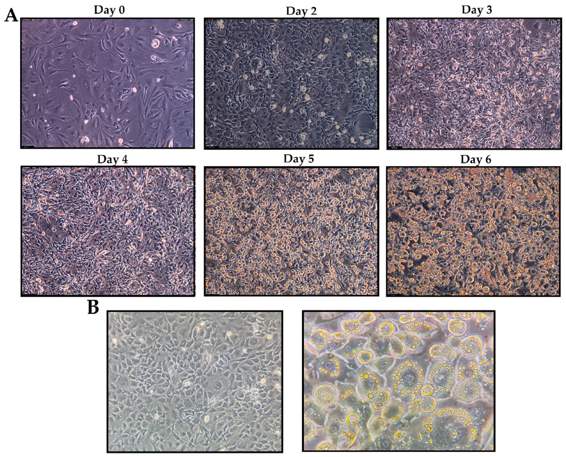 Antioxidants 12 00664 g009 Antioxidants 12 00664 g009