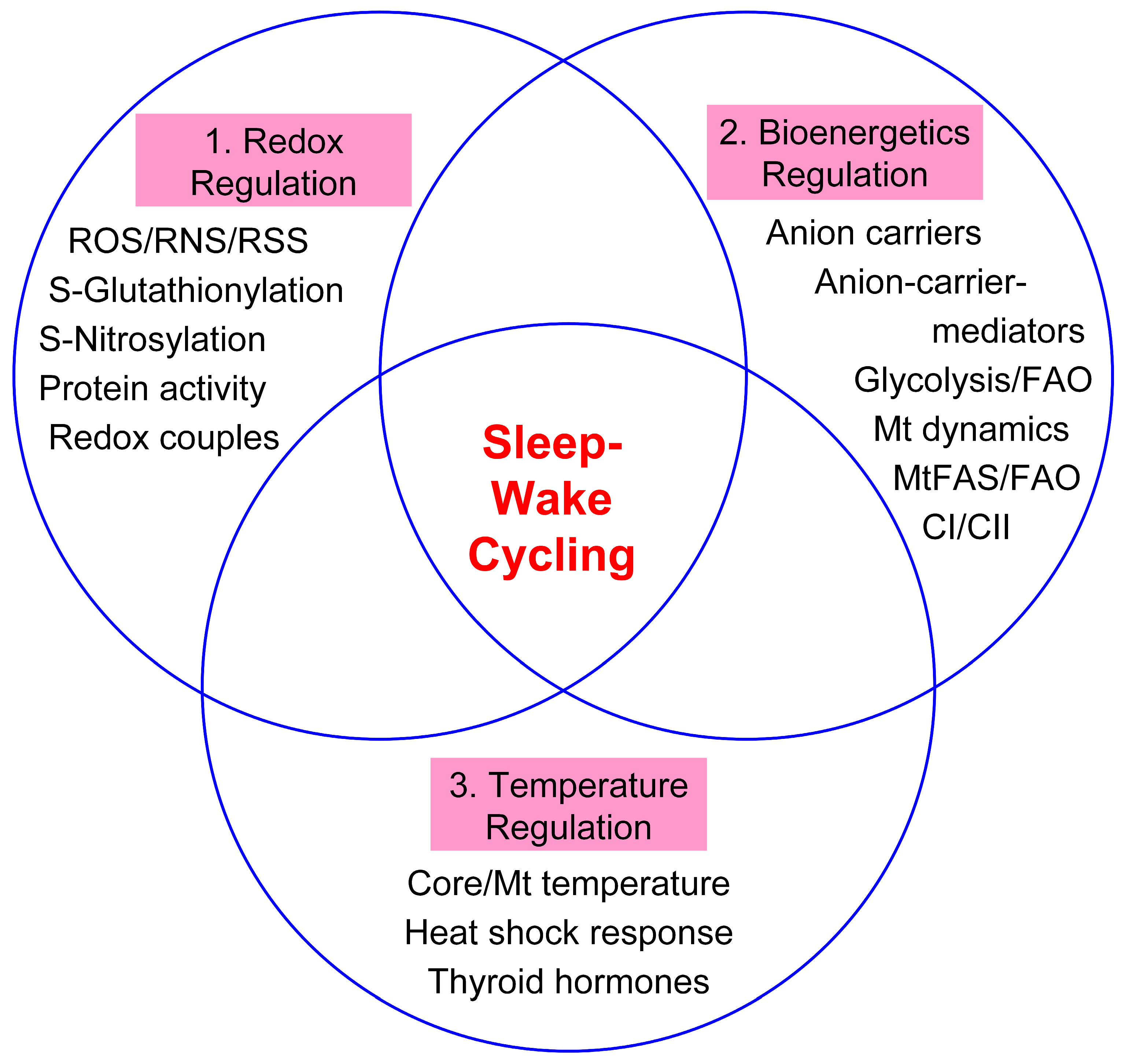 Antioxidants | Free Full-Text | Mitochondria Need Their Sleep: Redox,  Bioenergetics, and Temperature Regulation of Circadian Rhythms and the Role  of Cysteine-Mediated Redox Signaling, Uncoupling Proteins, and Substrate  Cycles