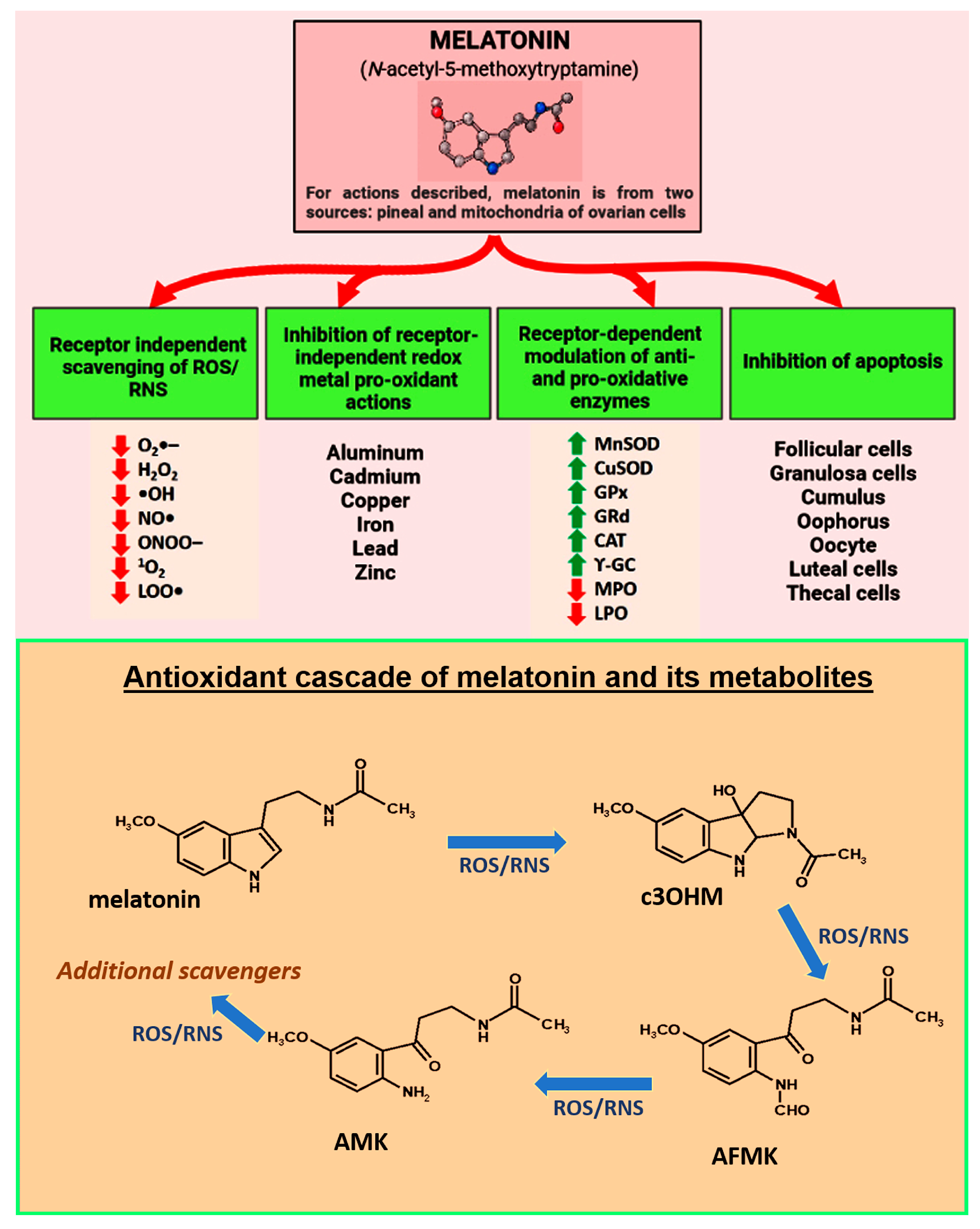 Antioxidants | Free Full-Text | Aging-Related Ovarian Failure and  Infertility: Melatonin to the Rescue