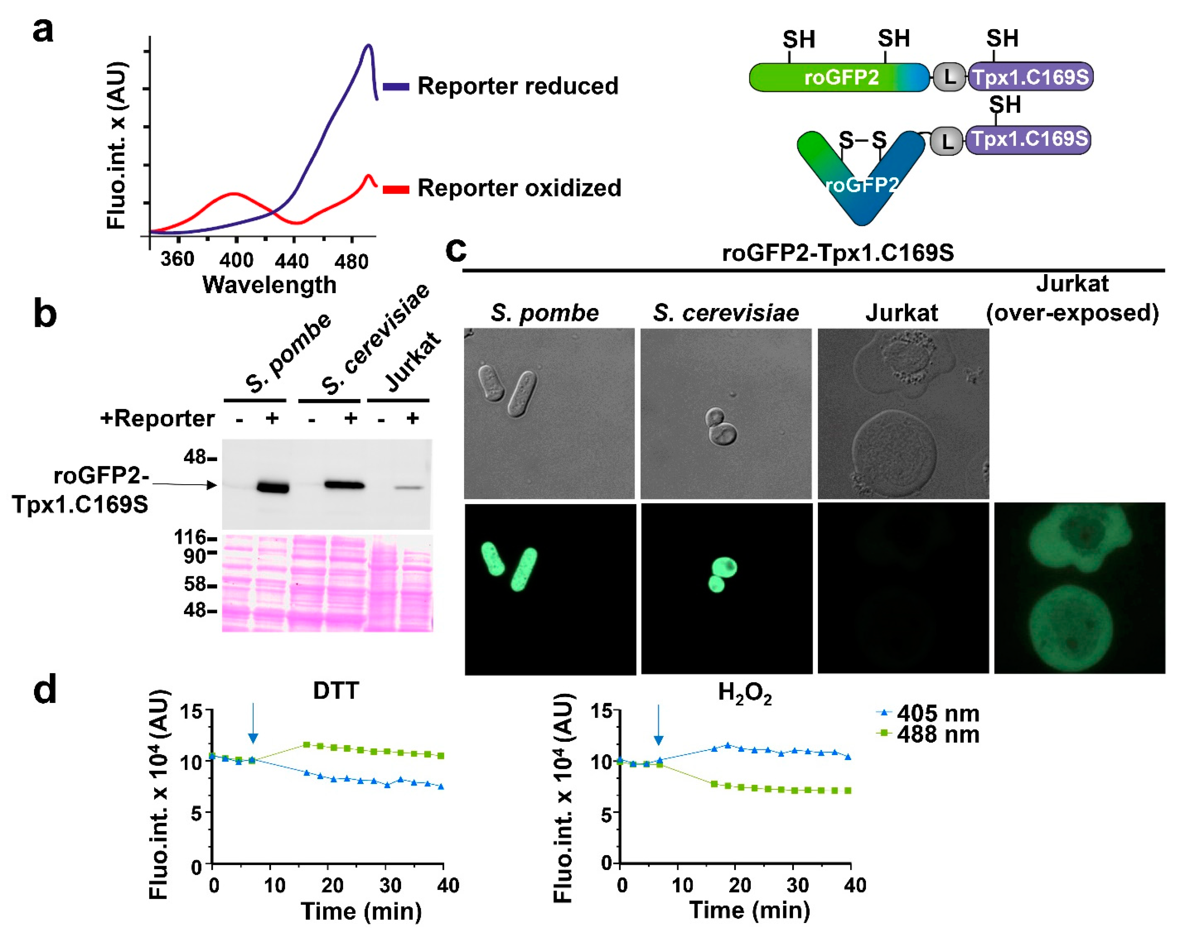 Antioxidants 12 00706 g001 Antioxidants 12 00706 g001