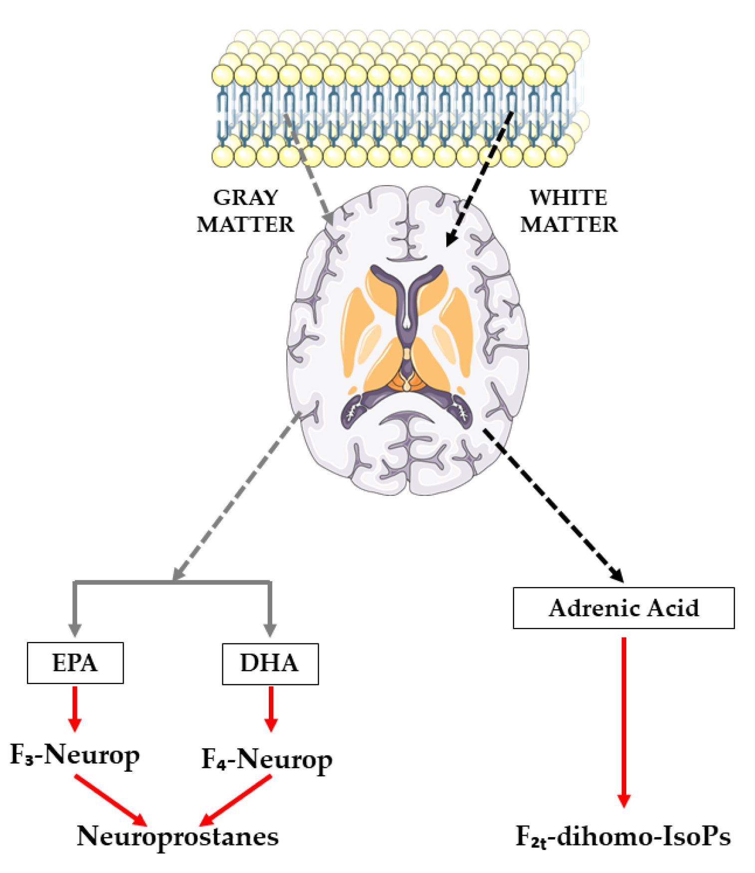 Antioxidants 12 00721 g001