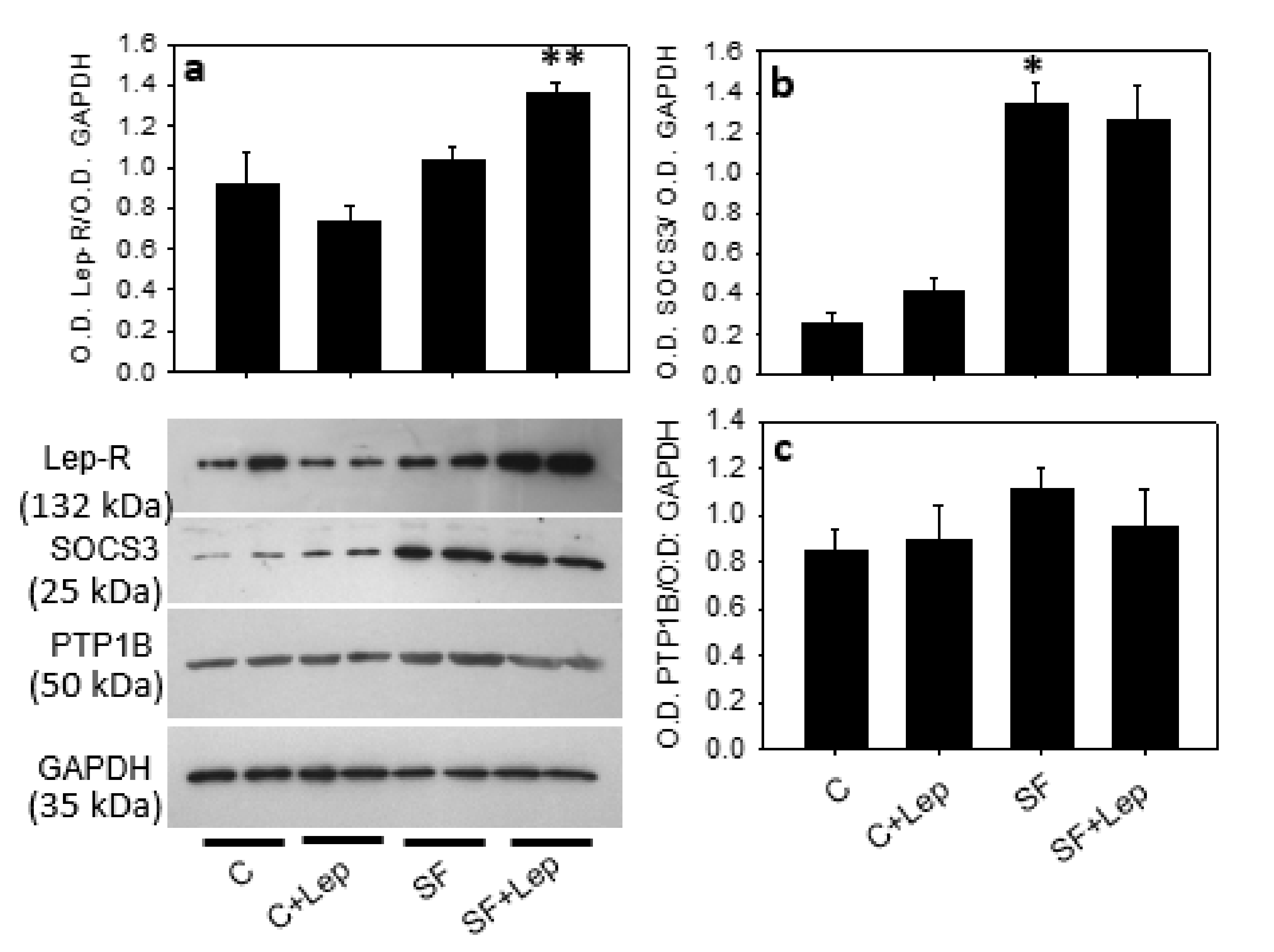 Antioxidants 12 00728 g004 Antioxidants 12 00728 g004