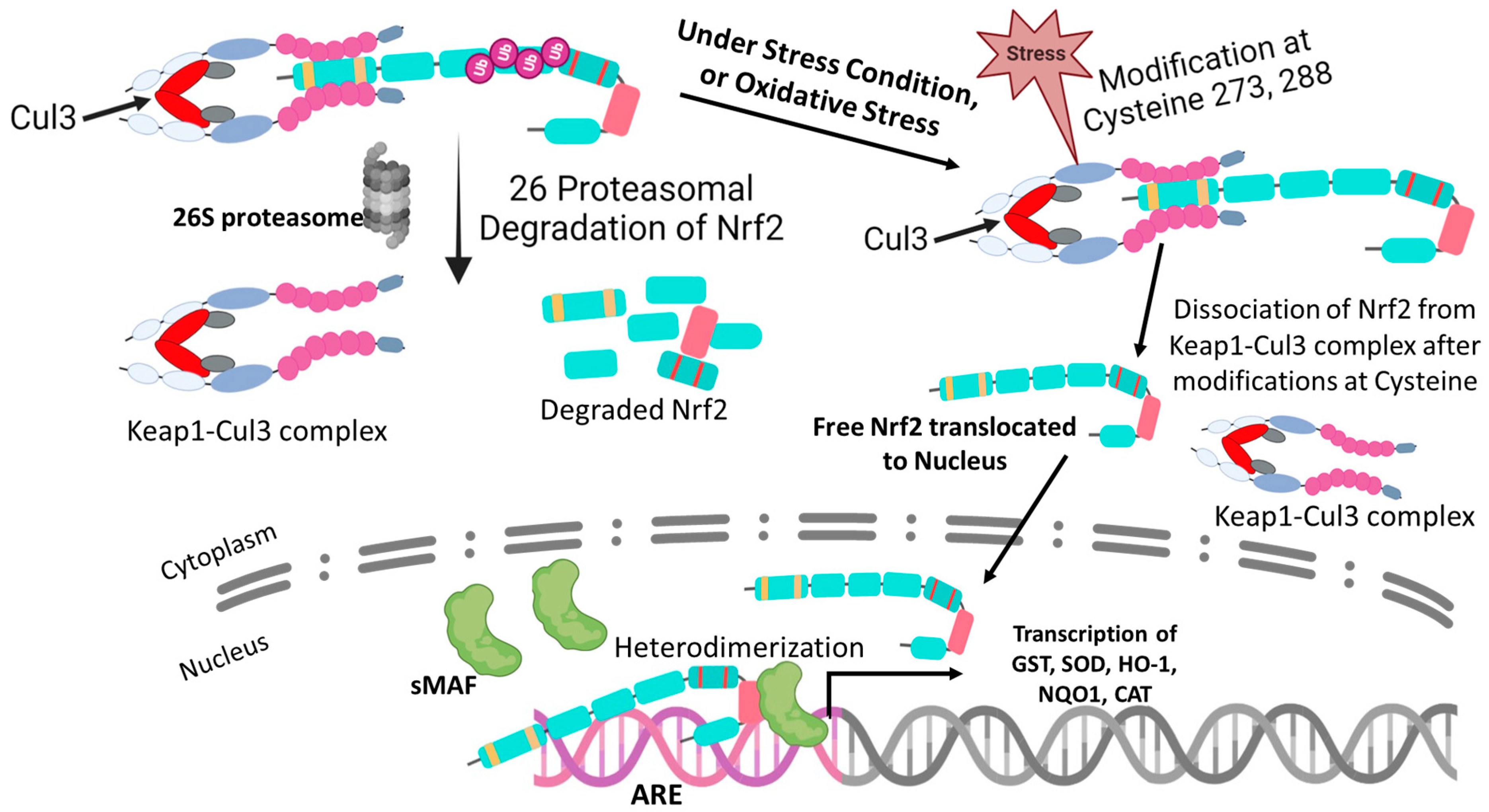 Antioxidants 12 00740 g002