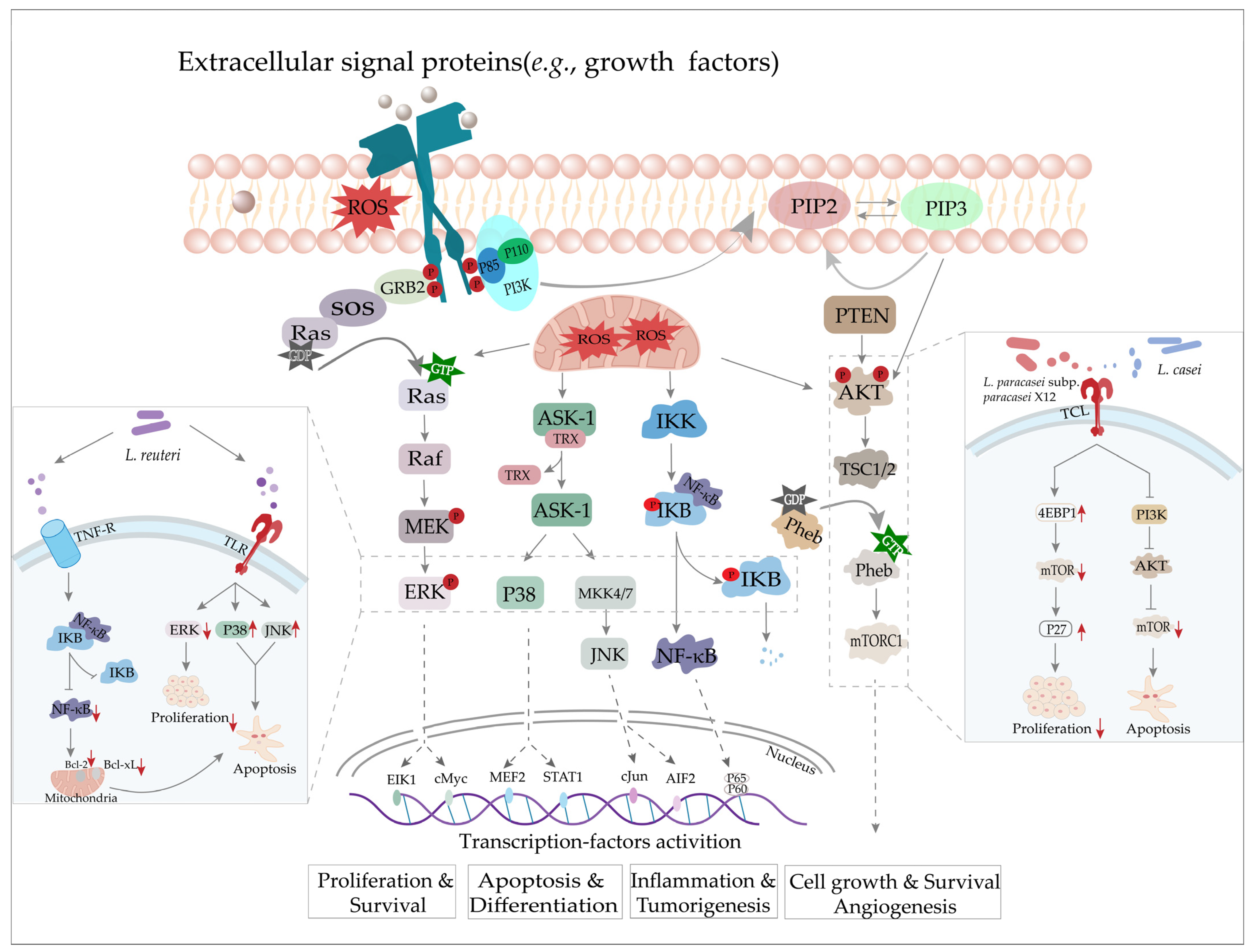 Antioxidants 12 00769 g002 Antioxidants 12 00769 g002