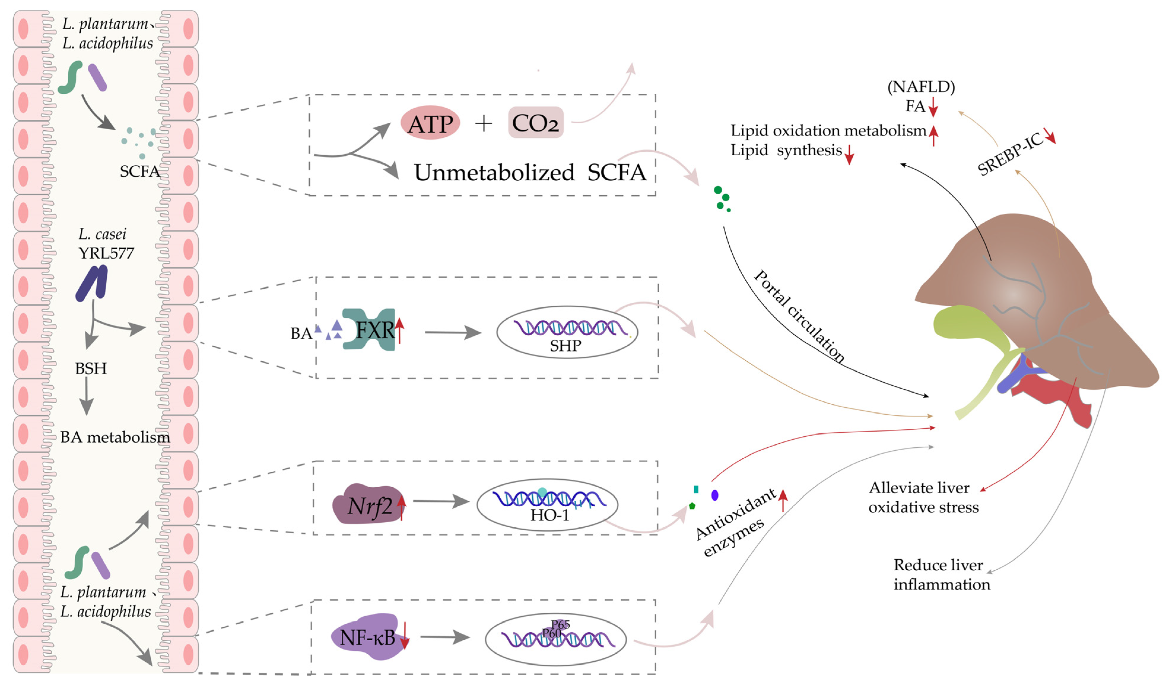 Antioxidants 12 00769 g003 Antioxidants 12 00769 g003