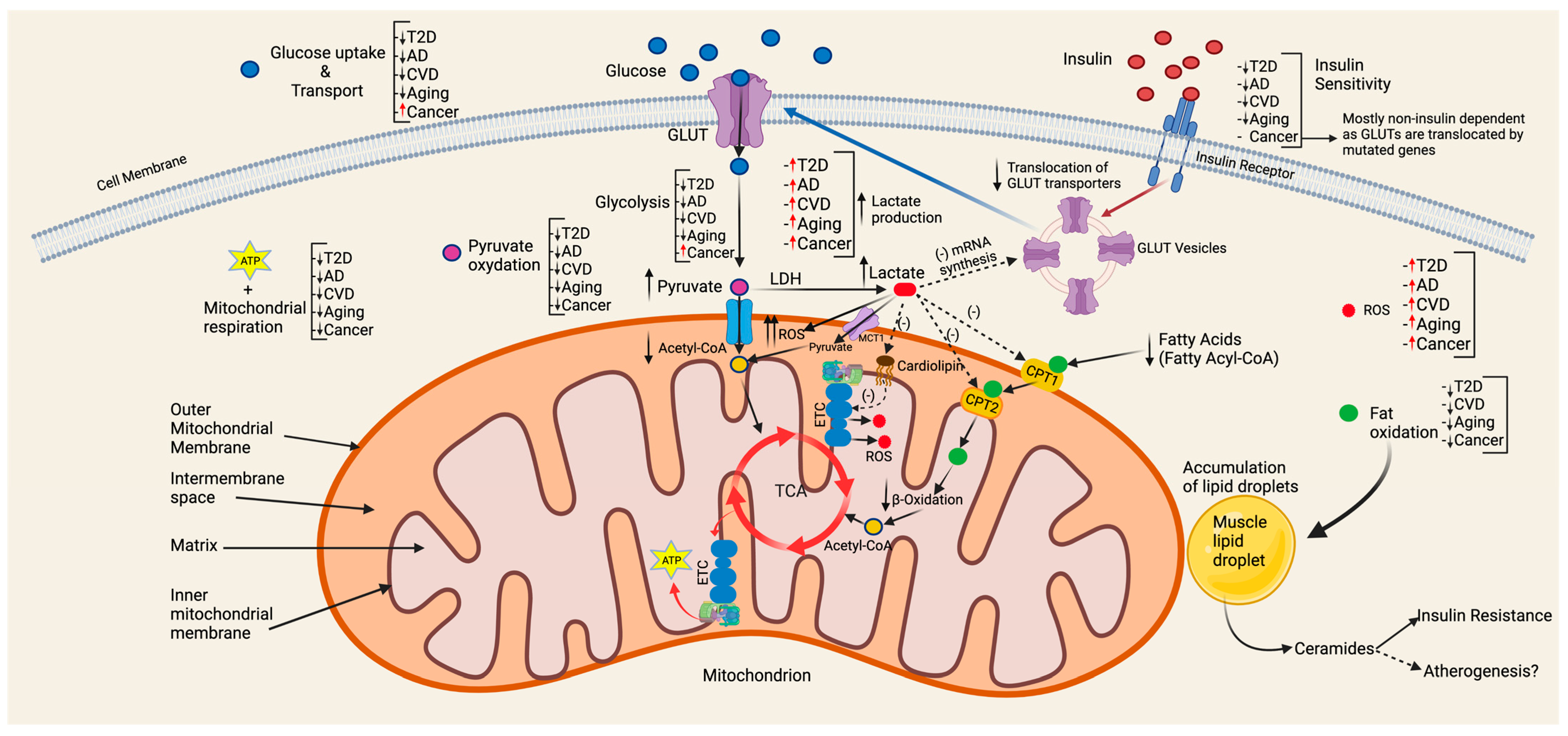 Antioxidants | Free Full-Text | The Key Role of Mitochondrial 