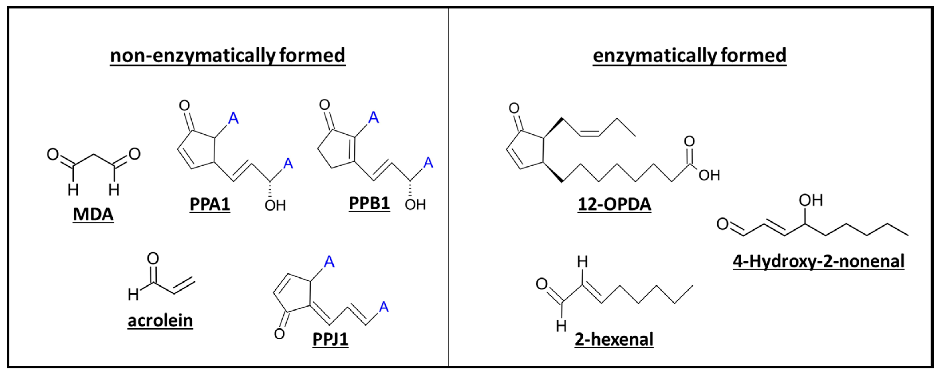 Antioxidants 12 00814 g004 Antioxidants 12 00814 g004
