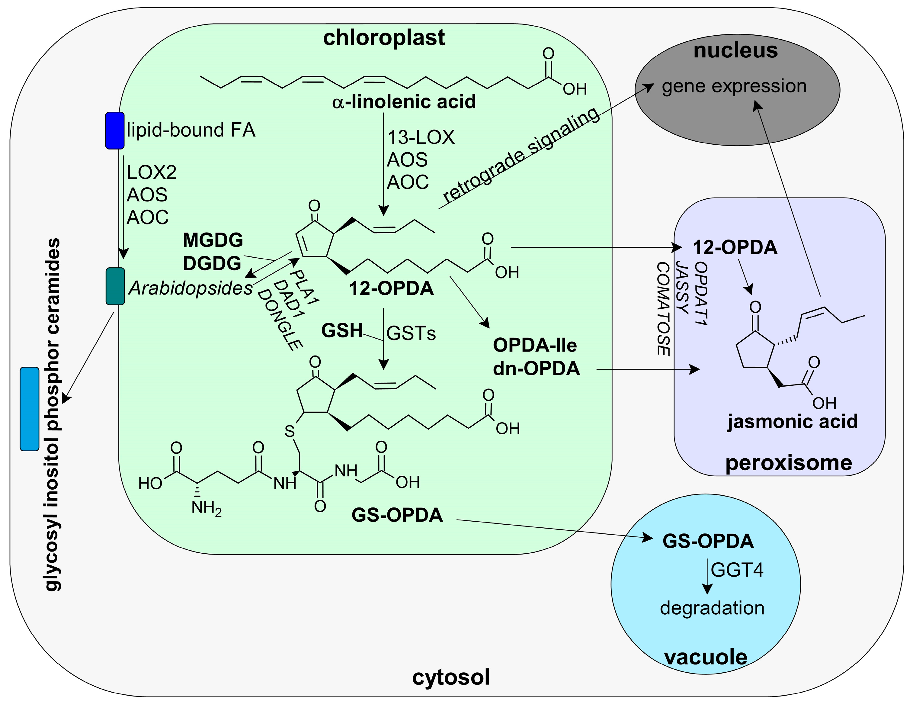 Antioxidants 12 00814 g005 Antioxidants 12 00814 g005