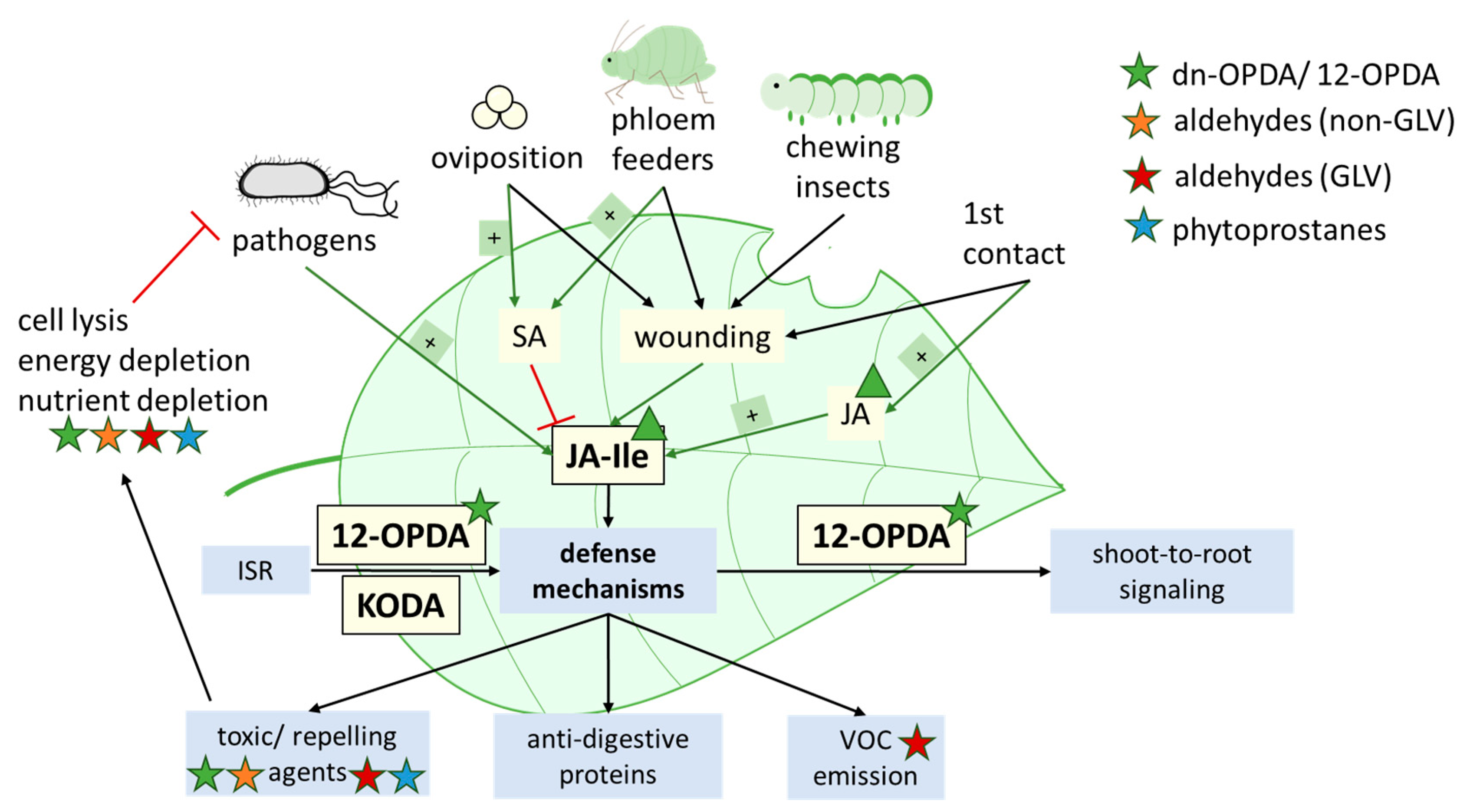 Antioxidants 12 00814 g006 Antioxidants 12 00814 g006