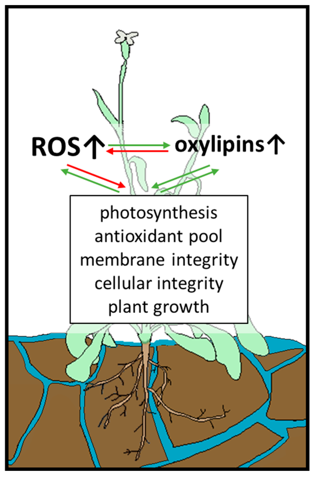 Antioxidants | Free Full-Text | Oxylipins and Reactive Carbonyls as ...