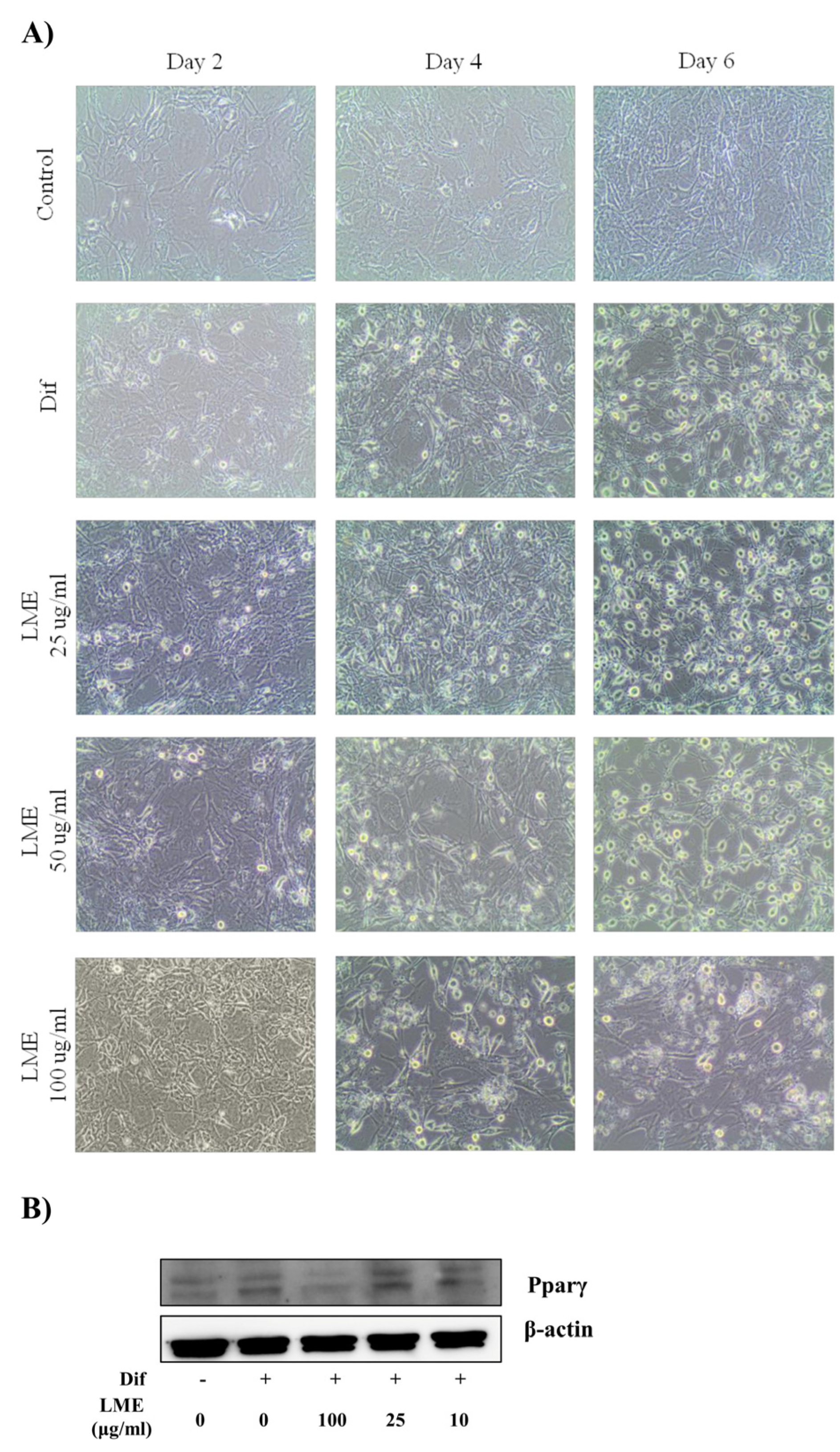 Antioxidants 12 00832 g004