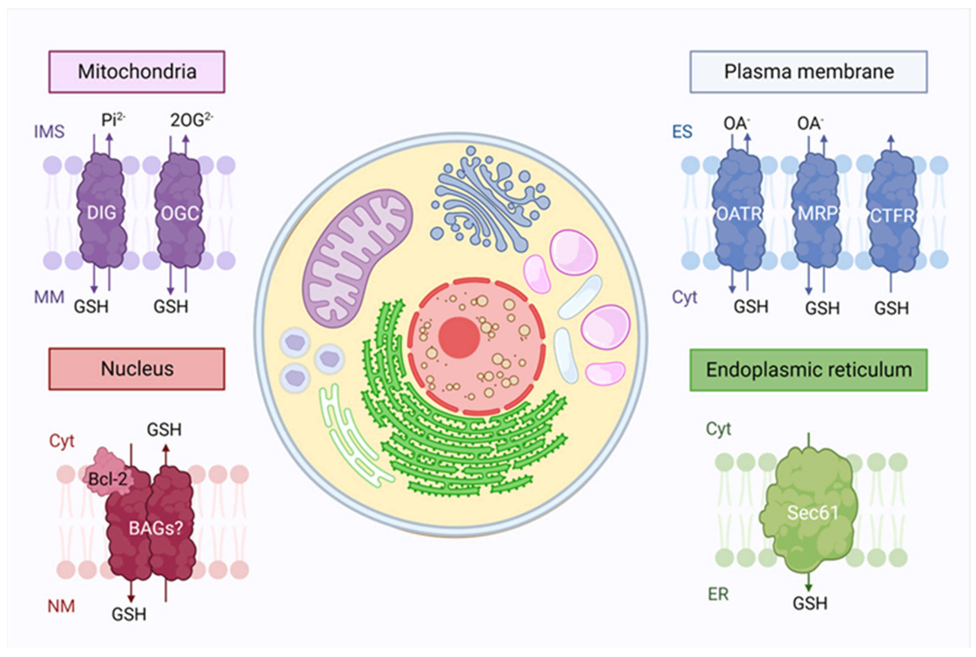 Antioxidants 12 00834 g002 Antioxidants 12 00834 g002