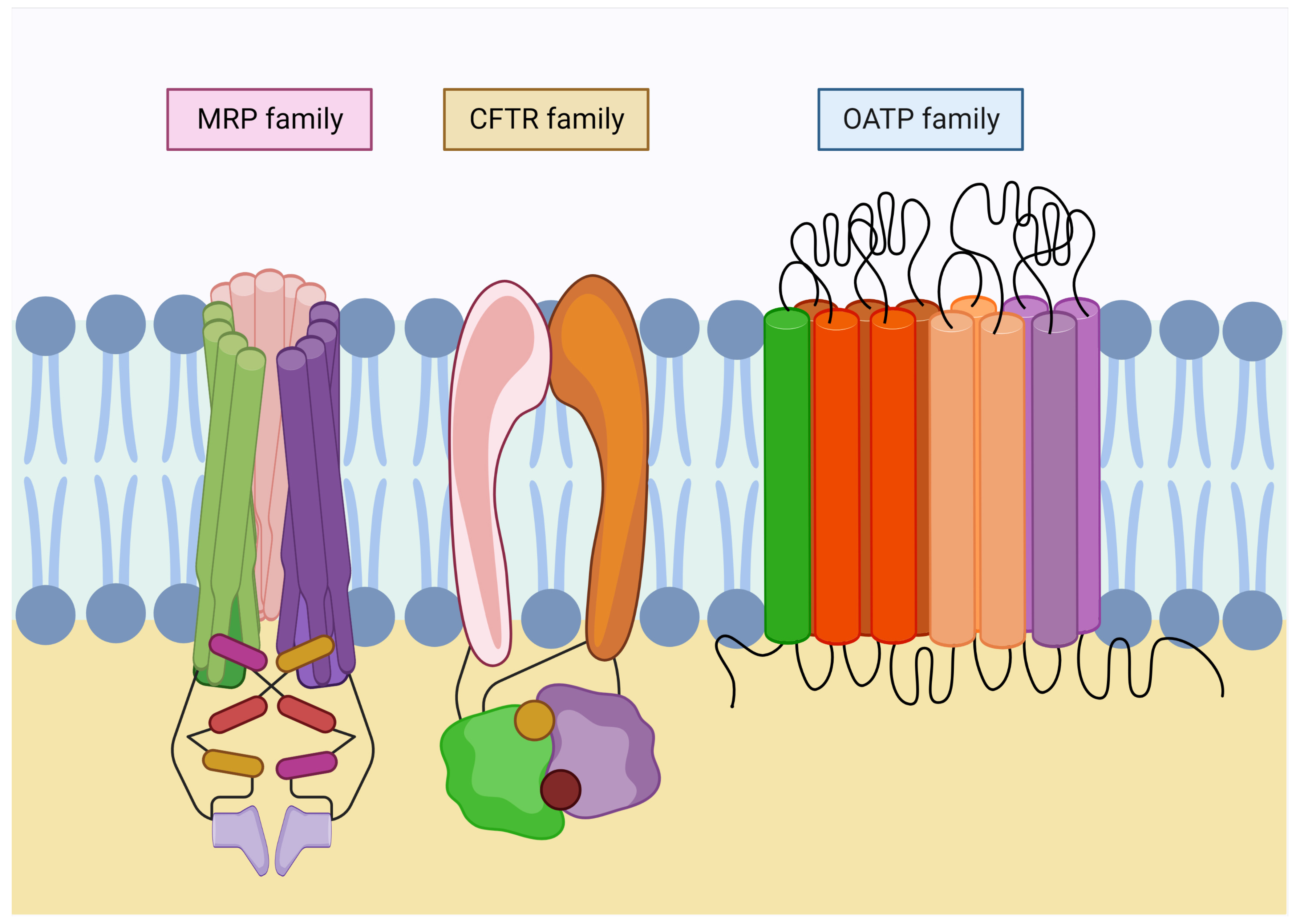 Antioxidants 12 00834 g003 Antioxidants 12 00834 g003