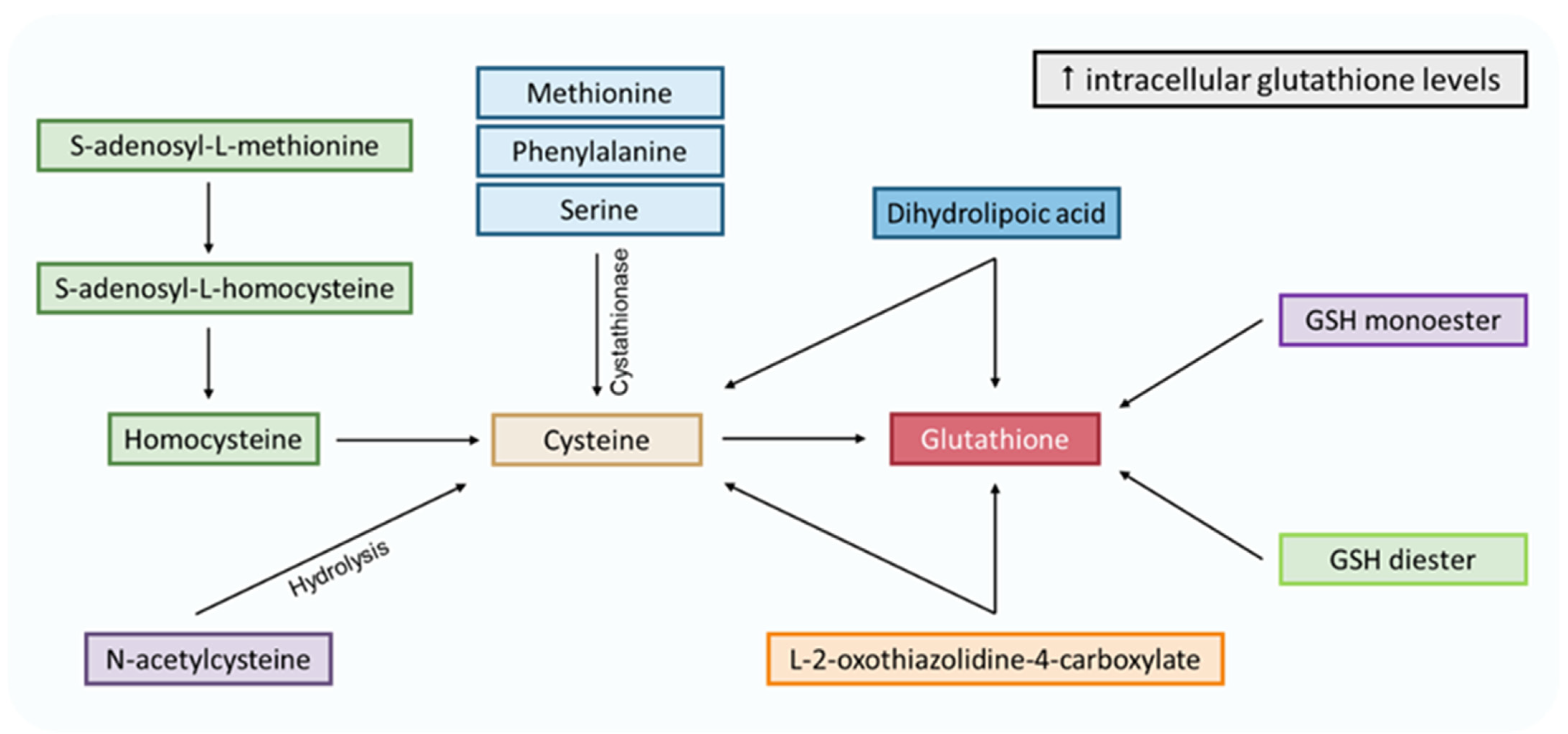 Antioxidants 12 00834 g005 Antioxidants 12 00834 g005
