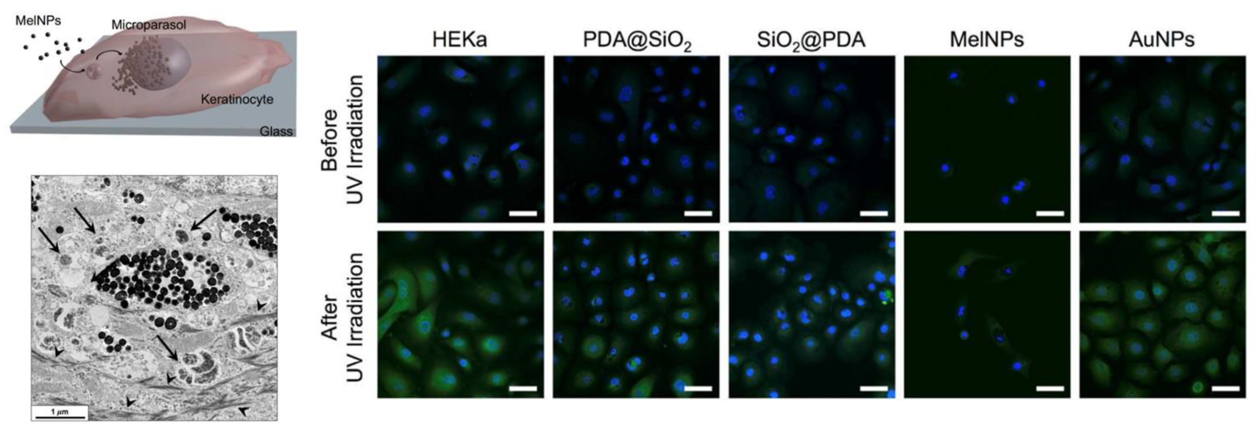 Antioxidants 12 00863 g003 Antioxidants 12 00863 g003