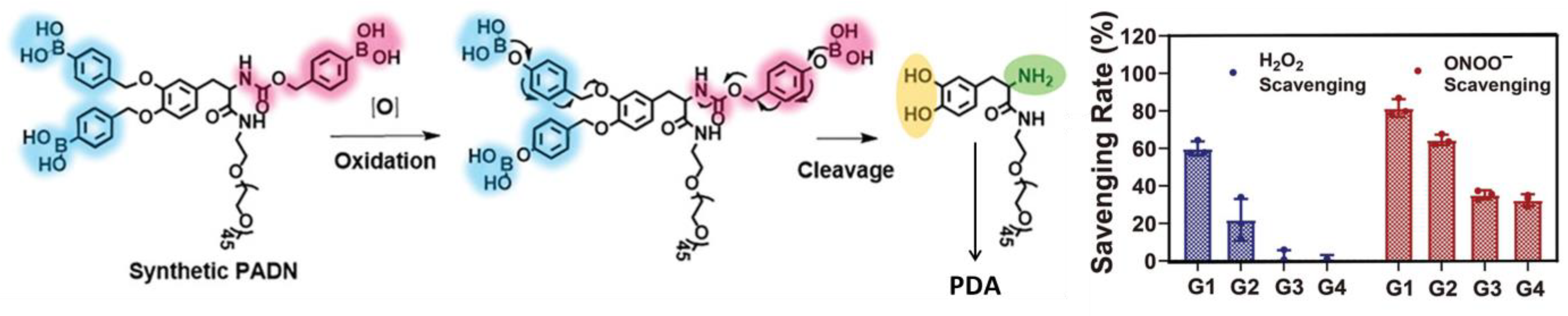 Antioxidants 12 00863 g005 Antioxidants 12 00863 g005