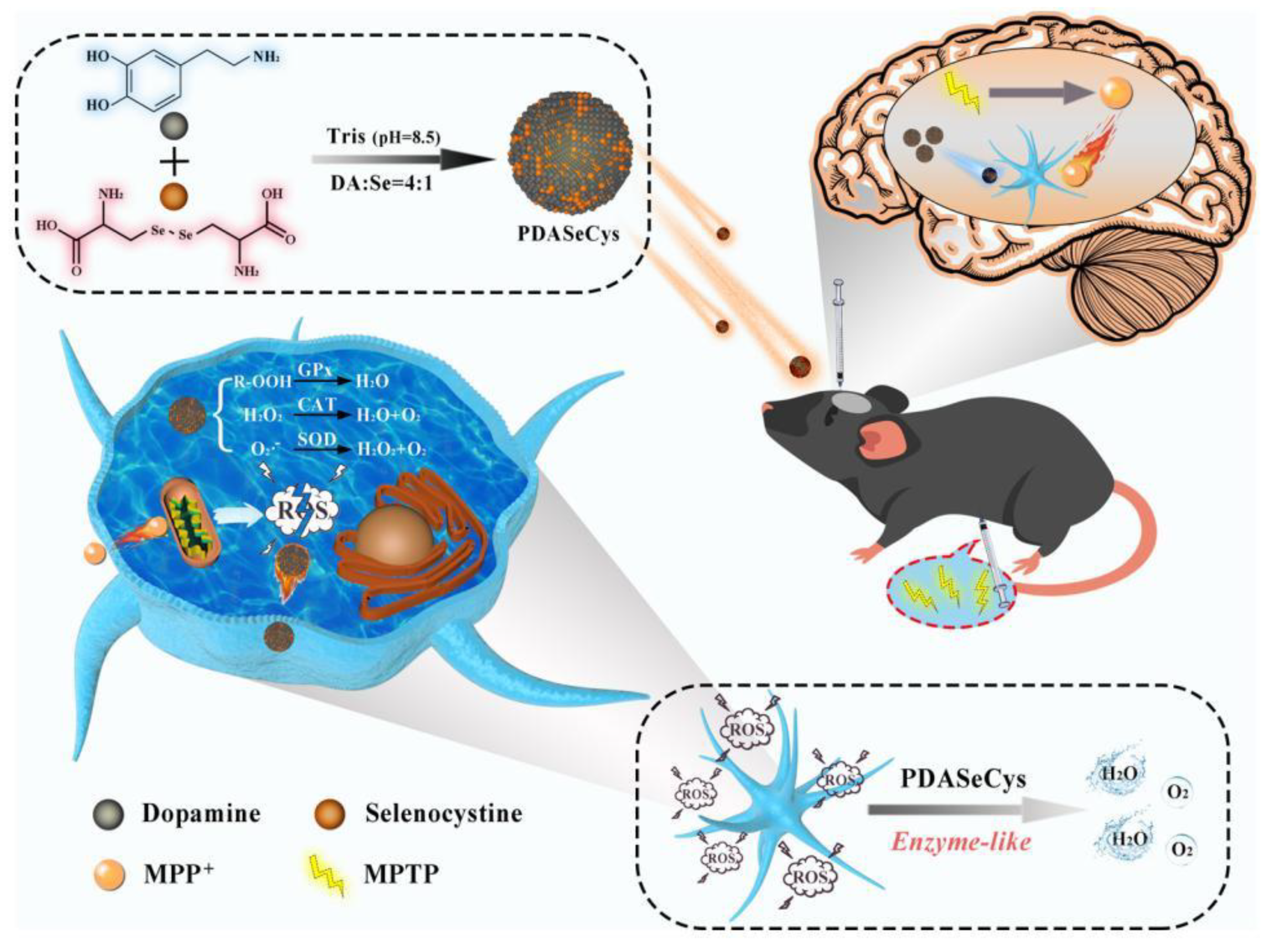 Antioxidants 12 00863 g008 Antioxidants 12 00863 g008