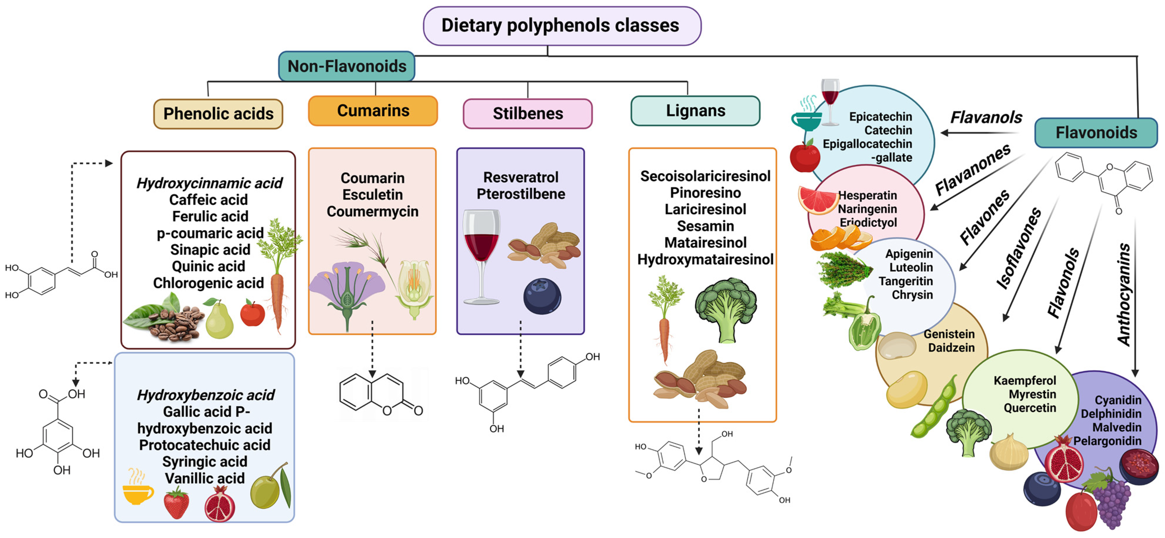 Antioxidants | Free Full-Text | Polyphenols&mdash;Ensured Accessibility  from Food to the Human Metabolism by Chemical and Biotechnological  Treatments