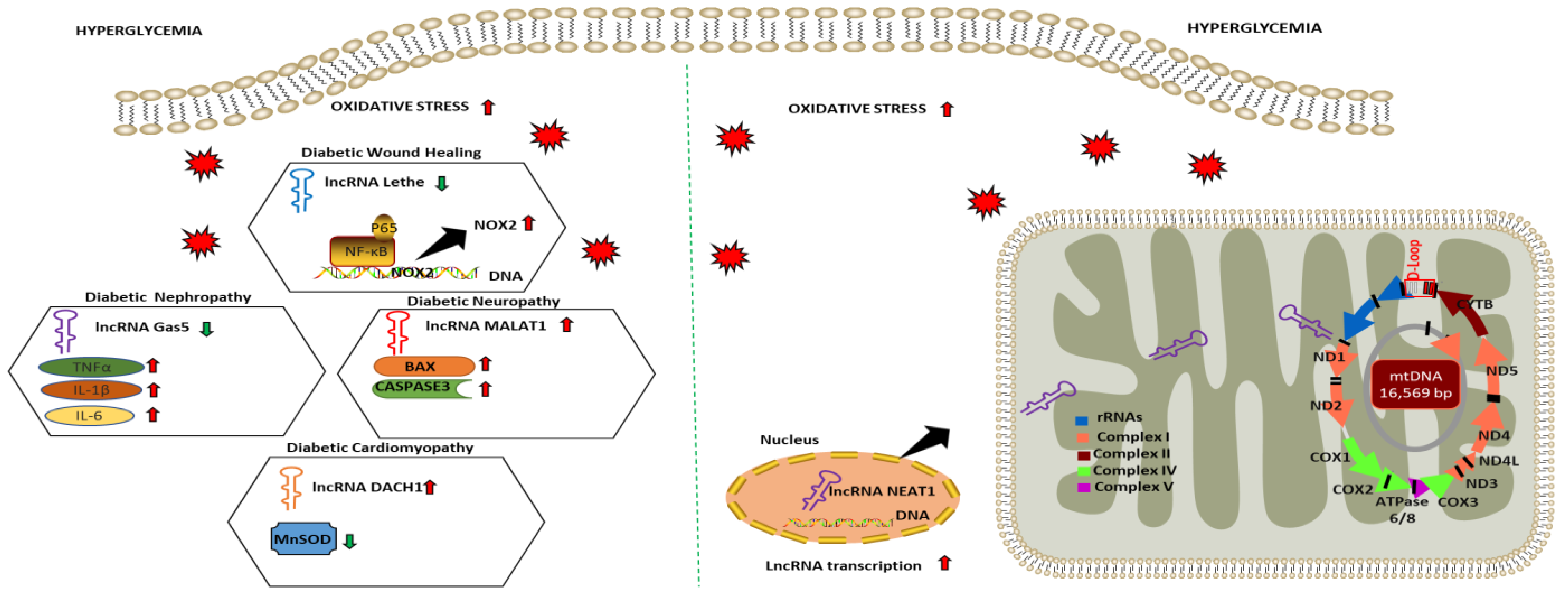 Antioxidants 12 00898 g002