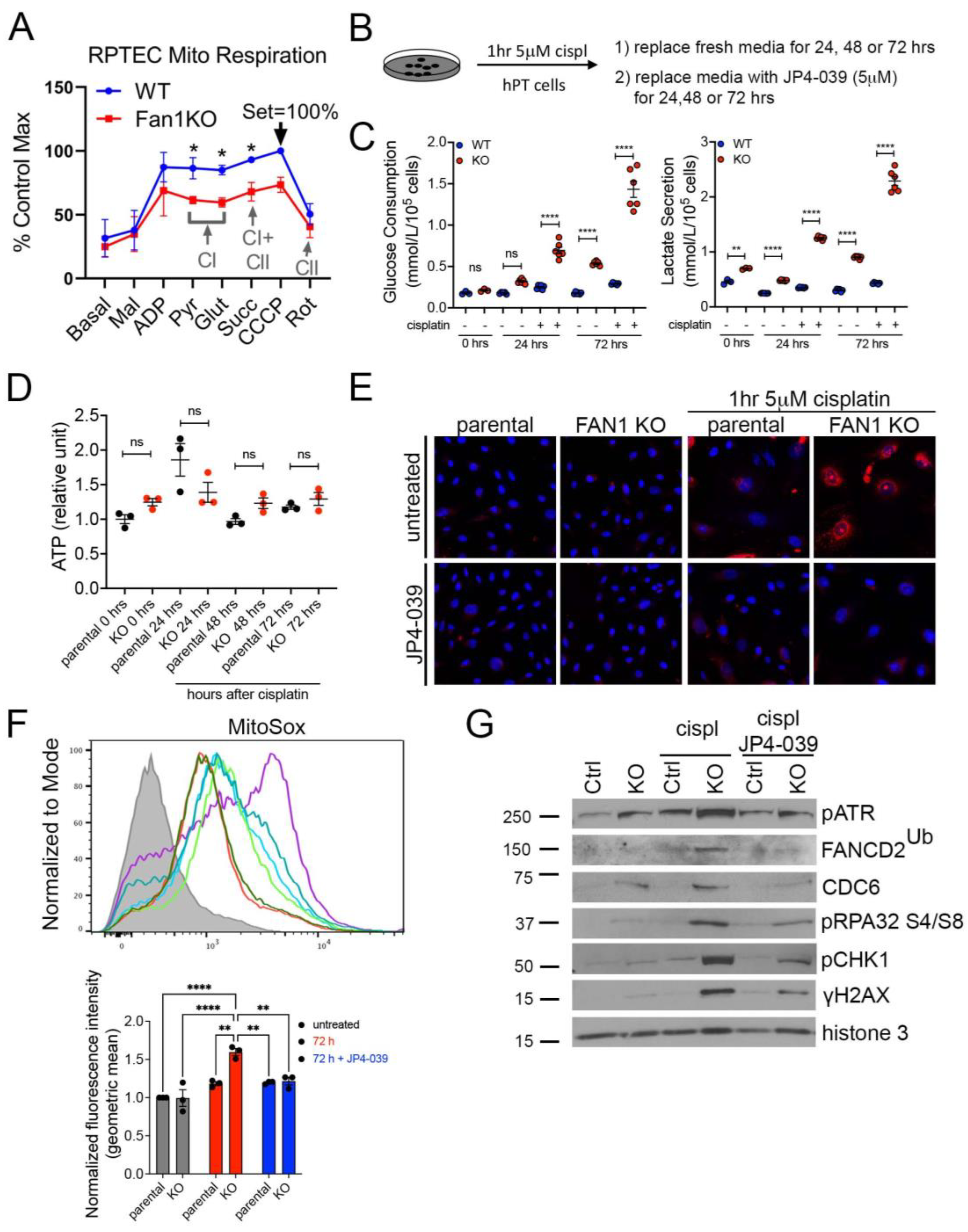 Antioxidants 12 00900 g003
