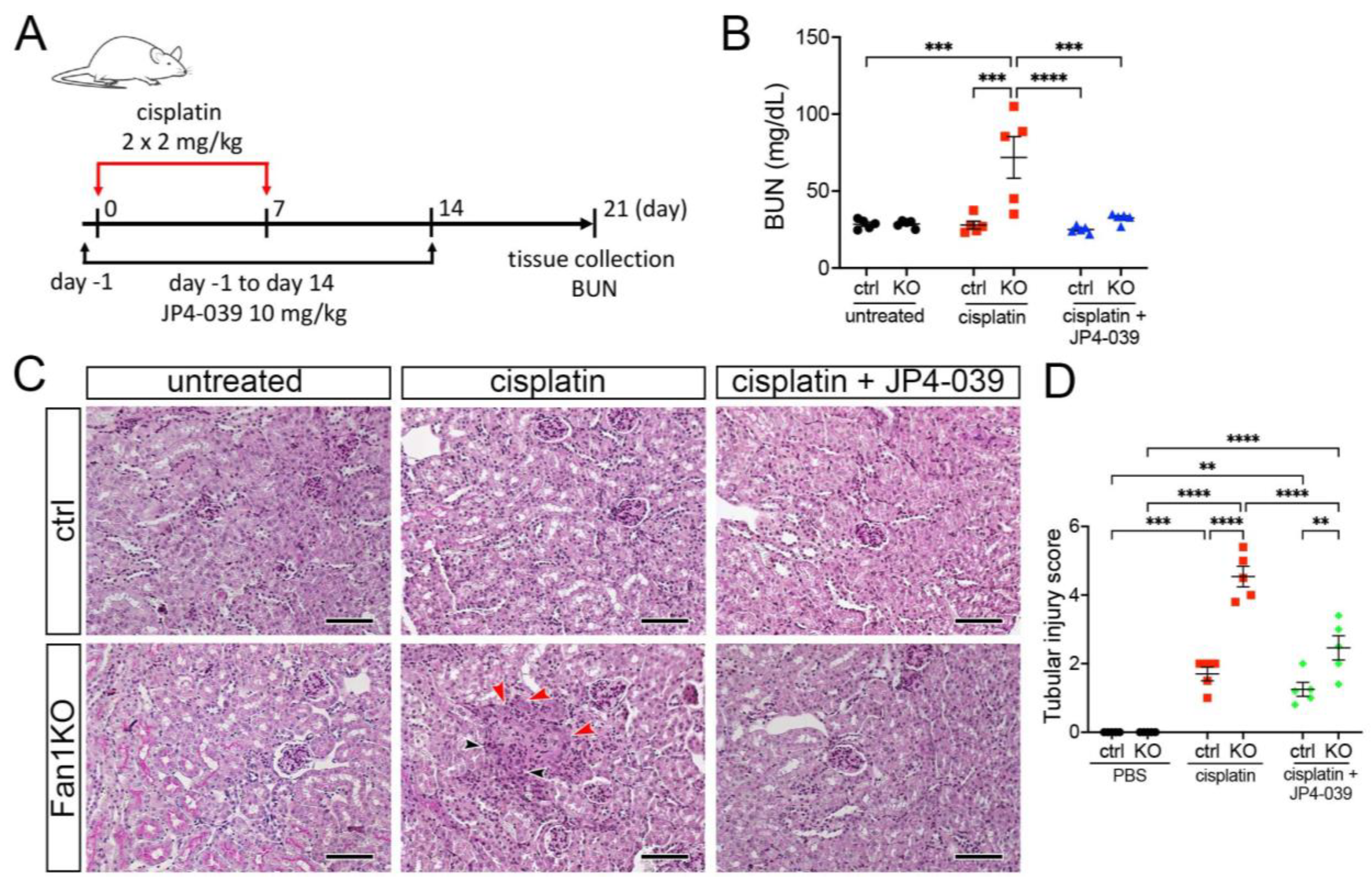 Antioxidants 12 00900 g004