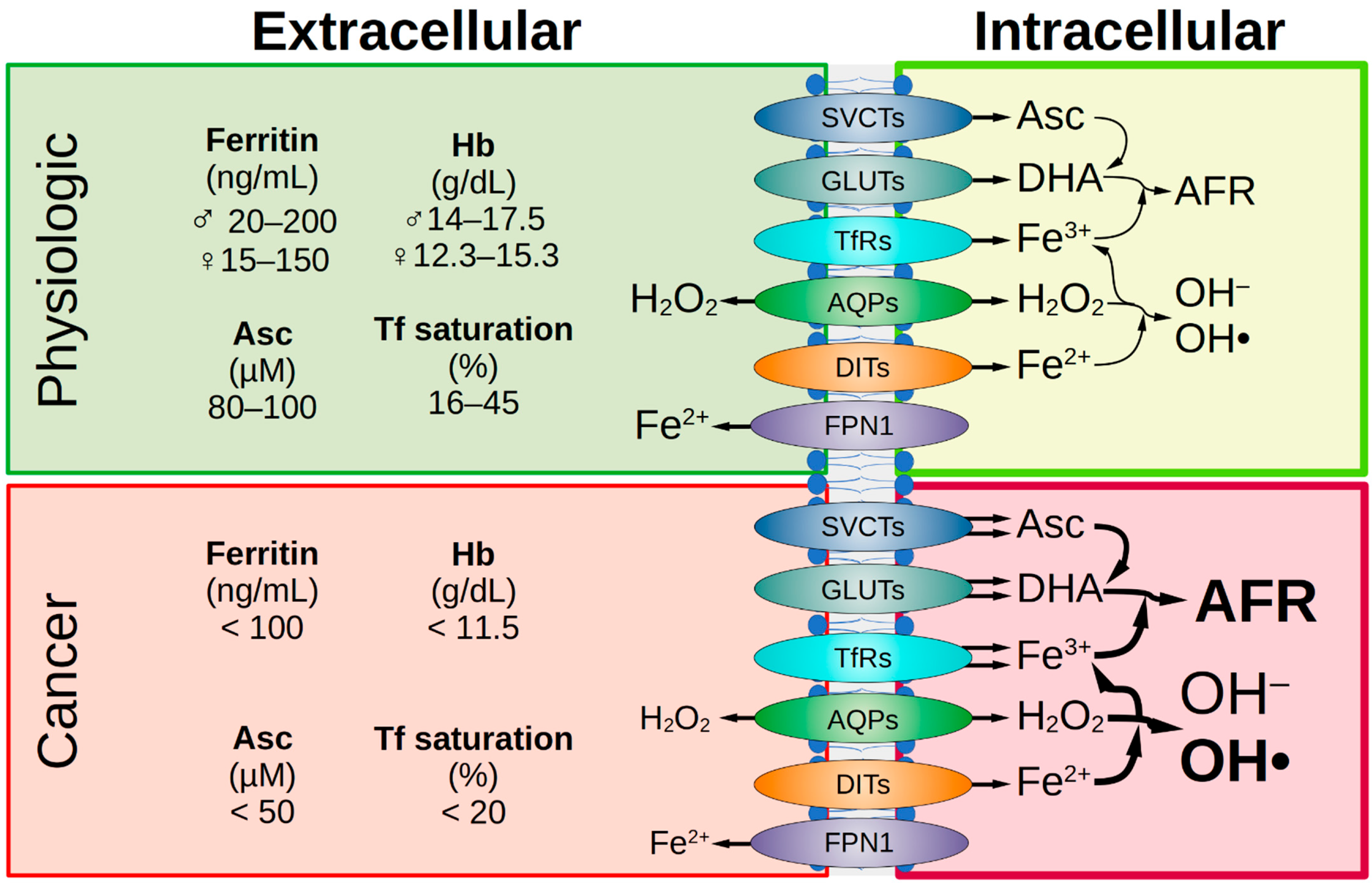 Antioxidants 12 00916 g002 Antioxidants 12 00916 g002