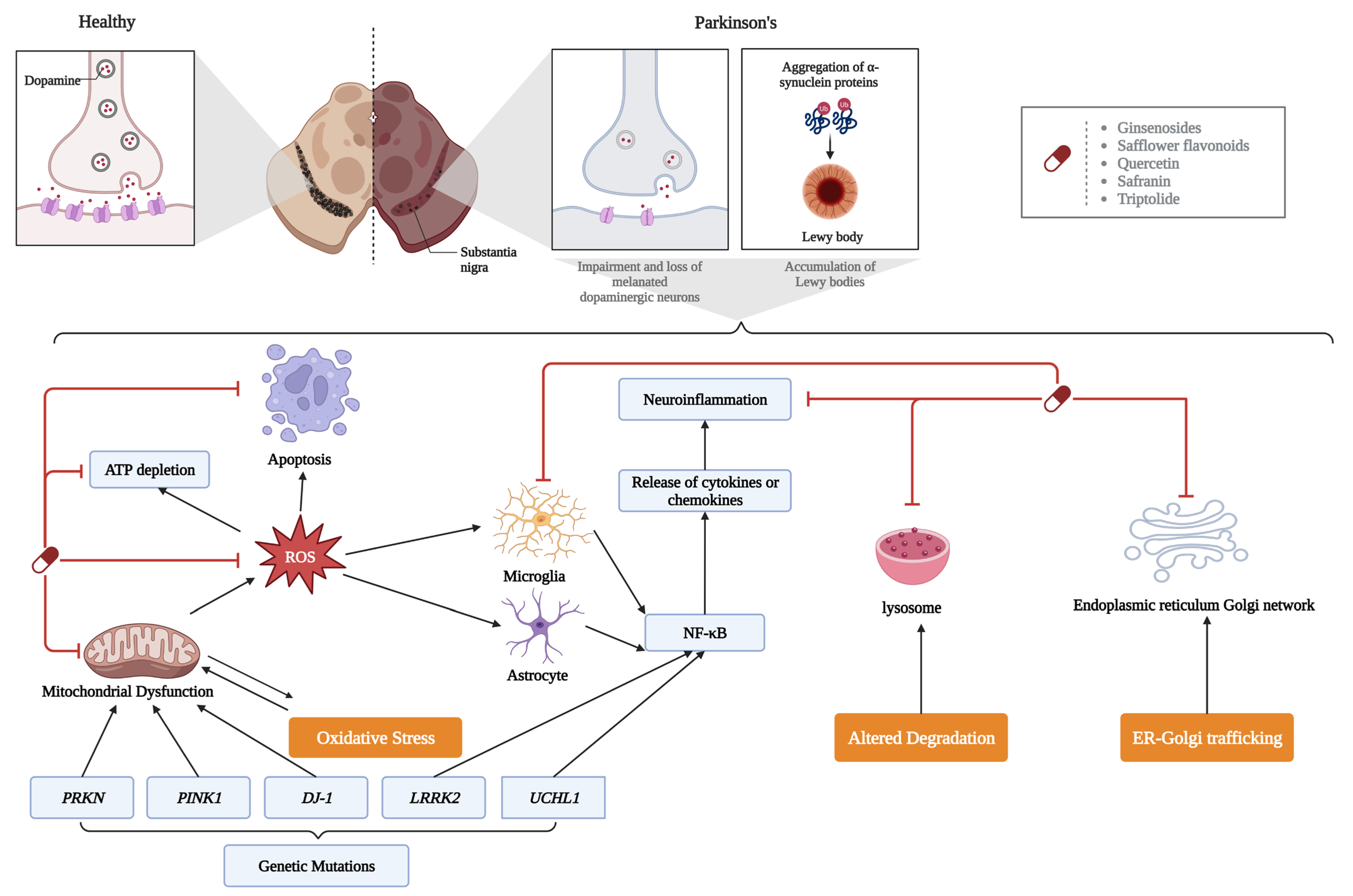 Antioxidants 12 00920 g004 Antioxidants 12 00920 g004