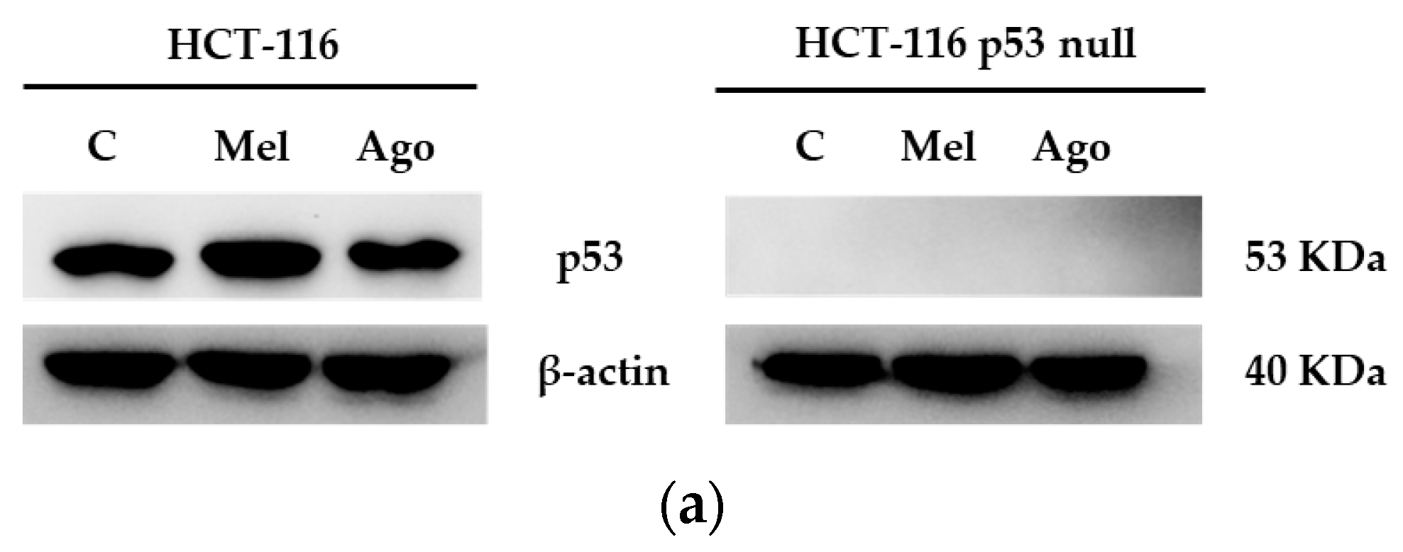 Antioxidants 12 00926 g005a Antioxidants 12 00926 g005a