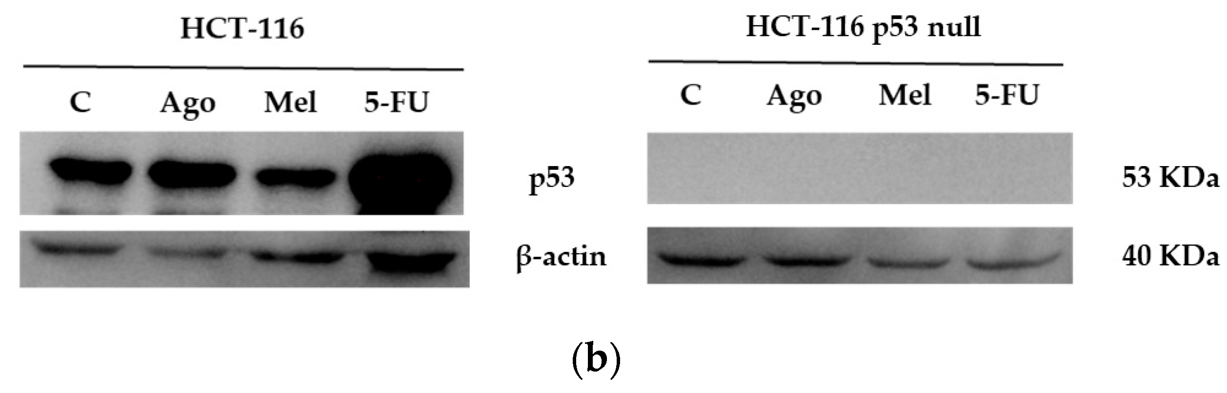 Antioxidants 12 00926 g005b Antioxidants 12 00926 g005b