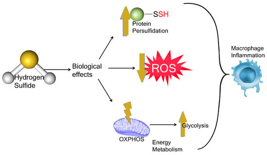 Antioxidants | Free Full-Text | From Gasotransmitter To Immunomodulator ...