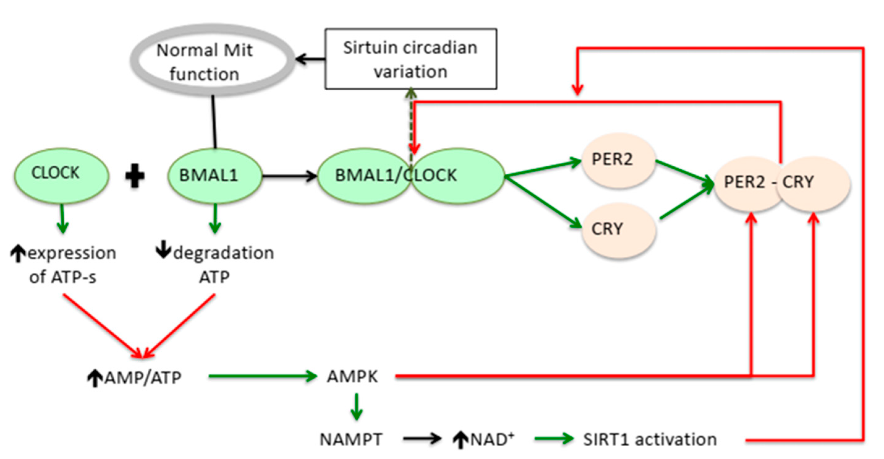 Antioxidants 12 00959 g001