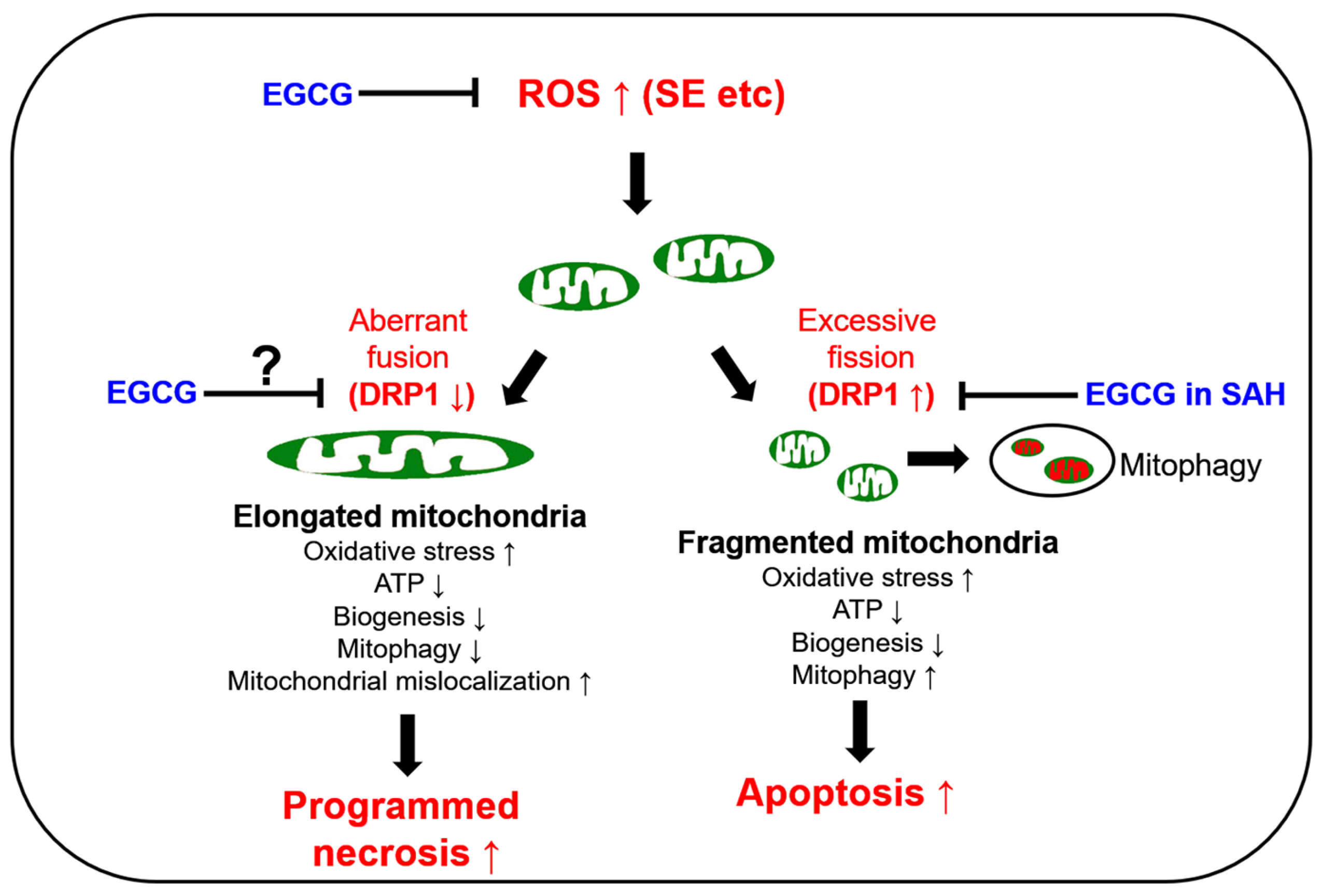 Antioxidants 12 00966 g001