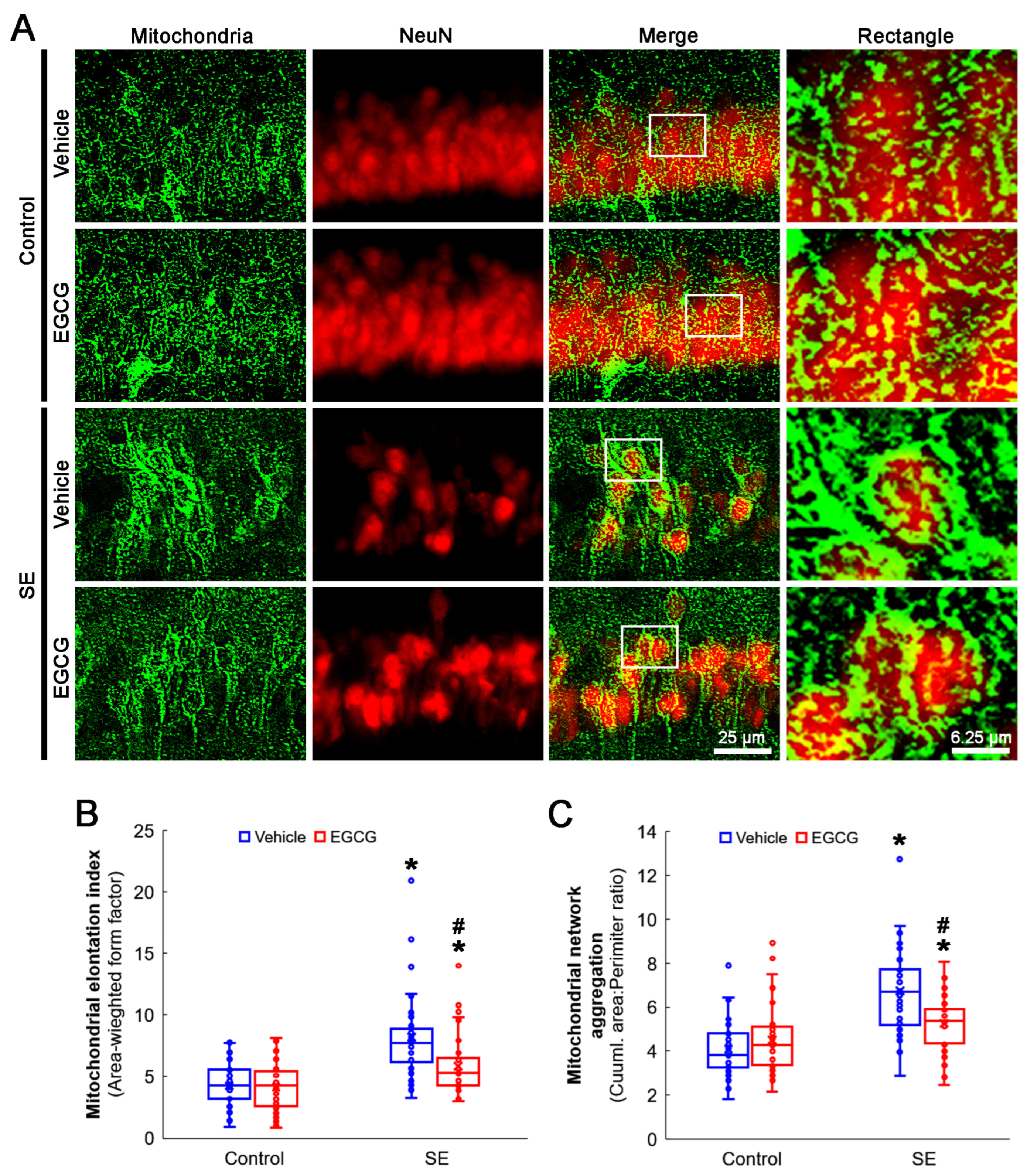 Antioxidants 12 00966 g004