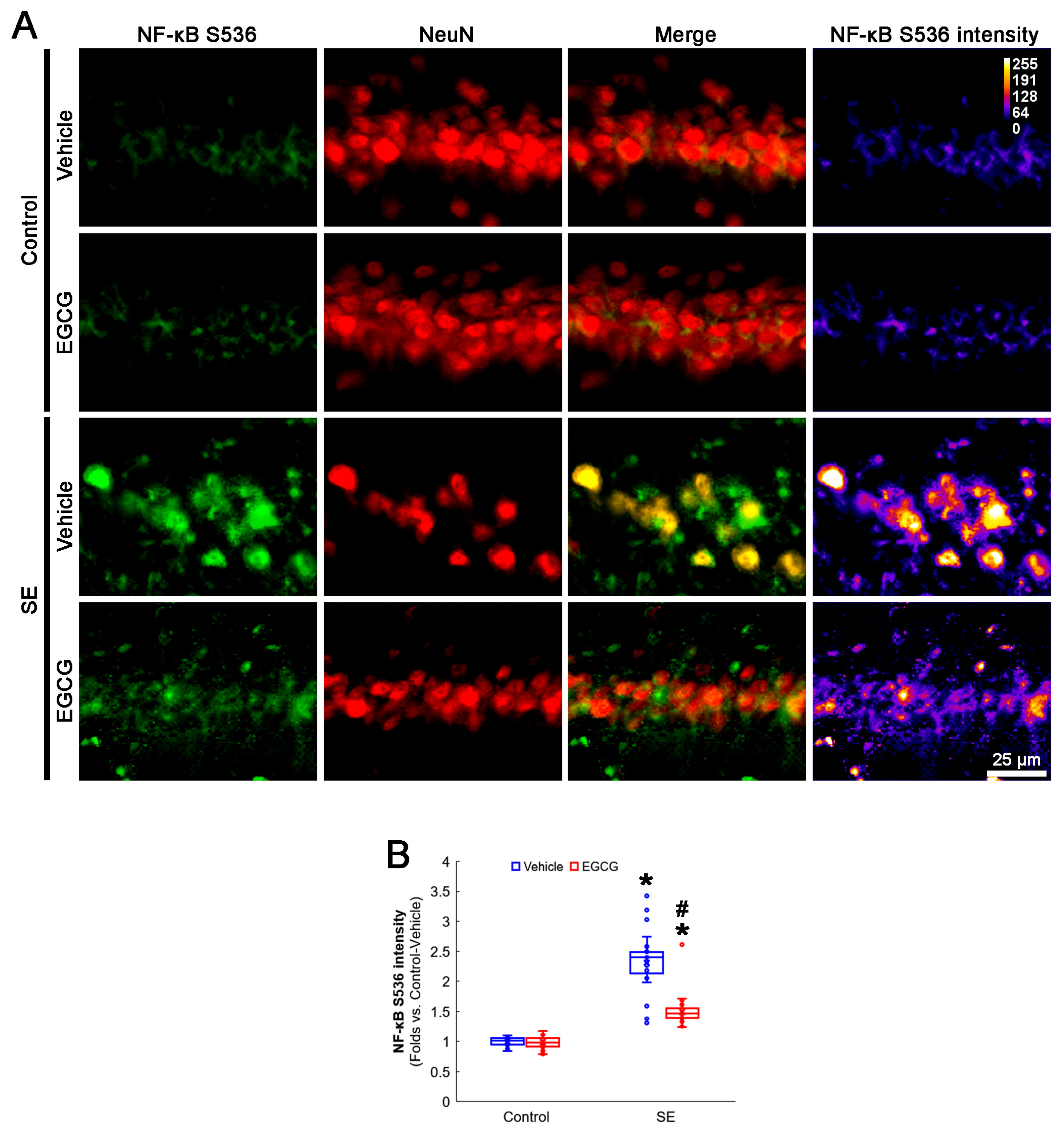 Antioxidants 12 00966 g007