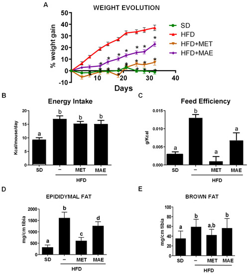 Antioxidants | Free Full-Text | The Prebiotic Effects of an Extract with  Antioxidant Properties from Morus alba L. Contribute to Ameliorate High-Fat  Diet-Induced Obesity in Mice