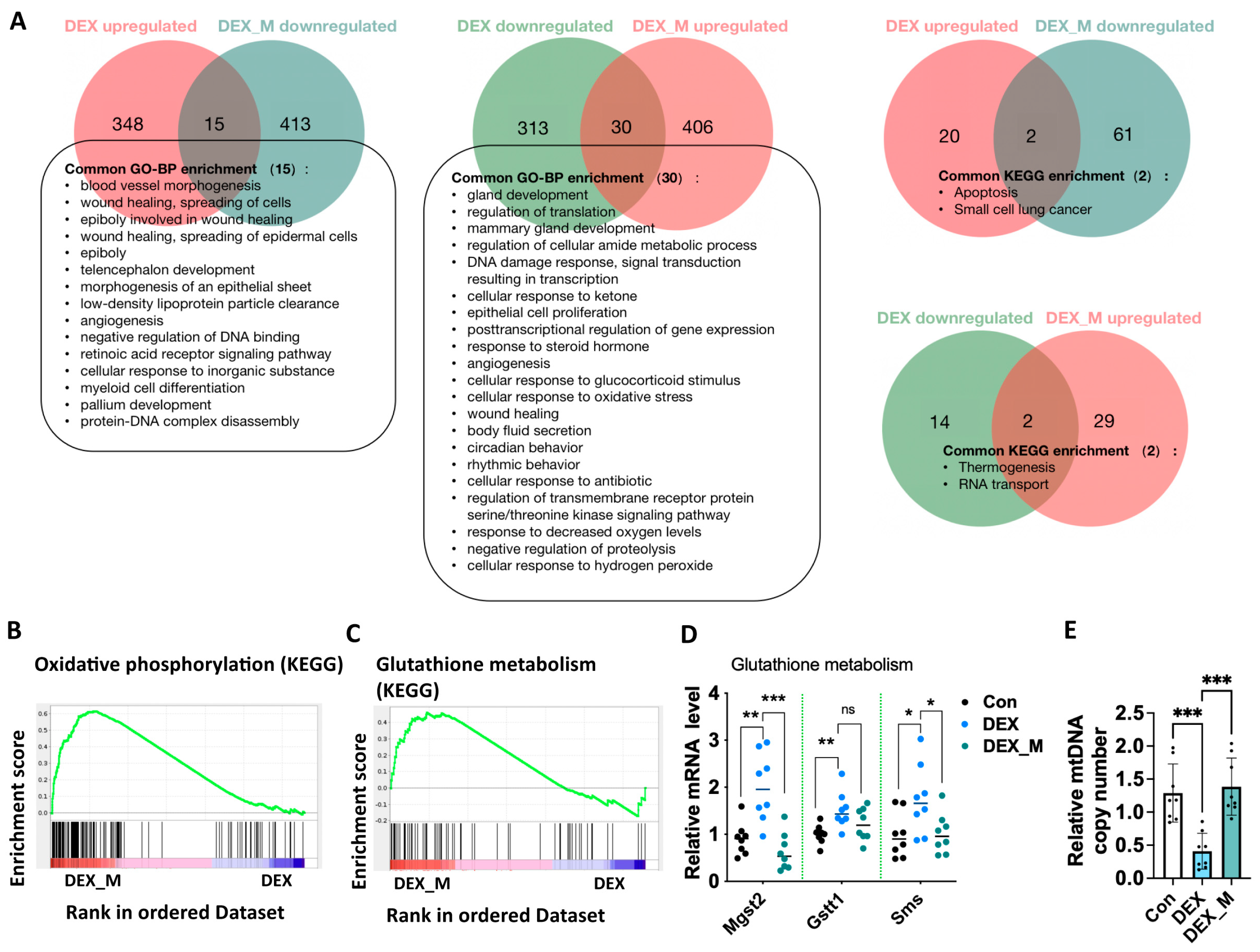 Antioxidants 12 00987 g005 Antioxidants 12 00987 g005