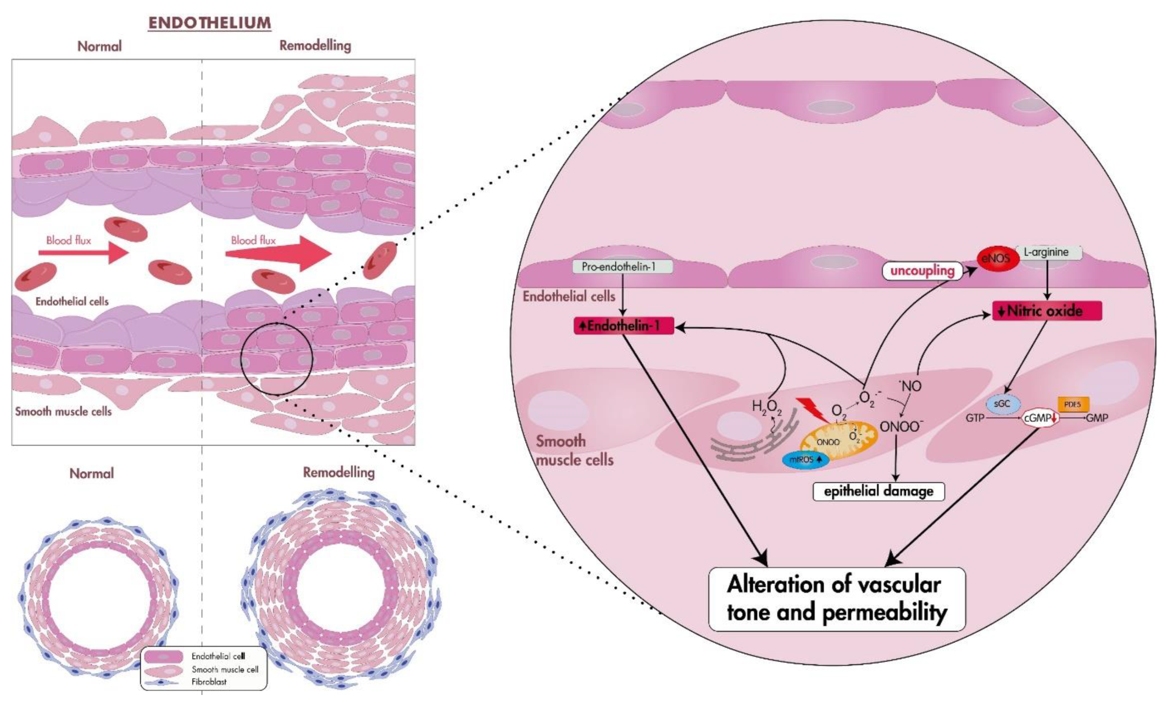 Antioxidants 12 01006 g001