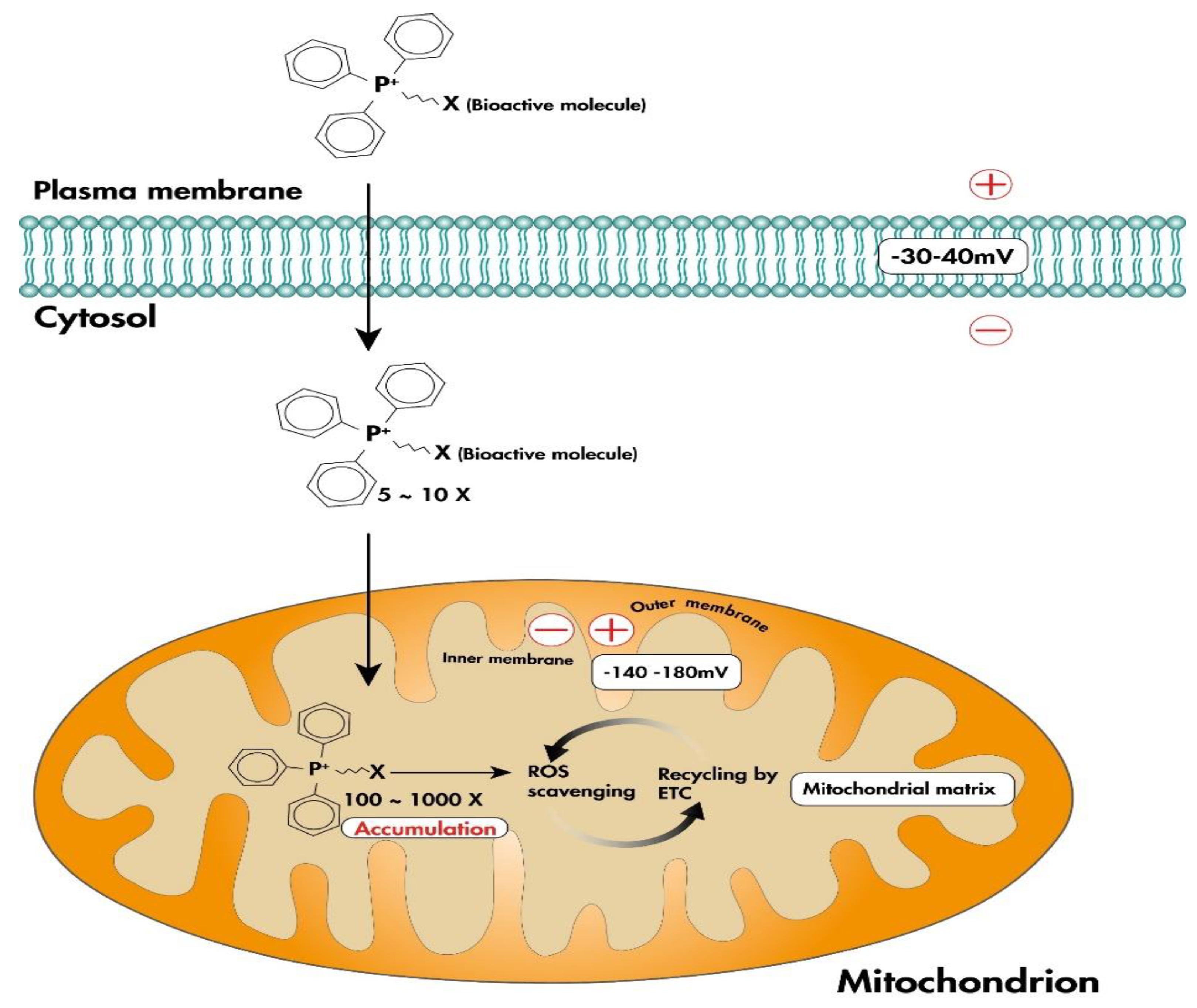 Antioxidants 12 01006 g002