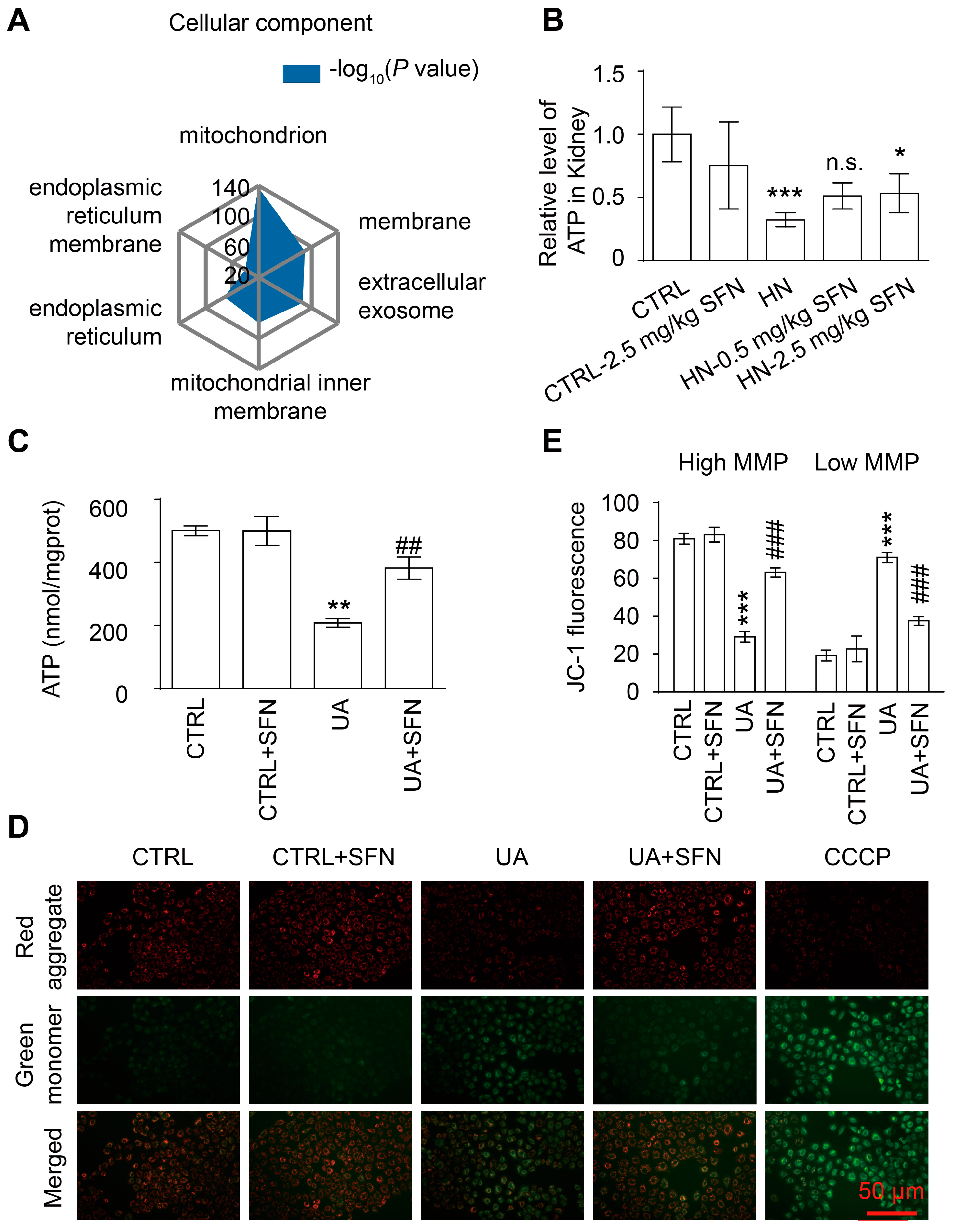 Antioxidants 12 01022 g005