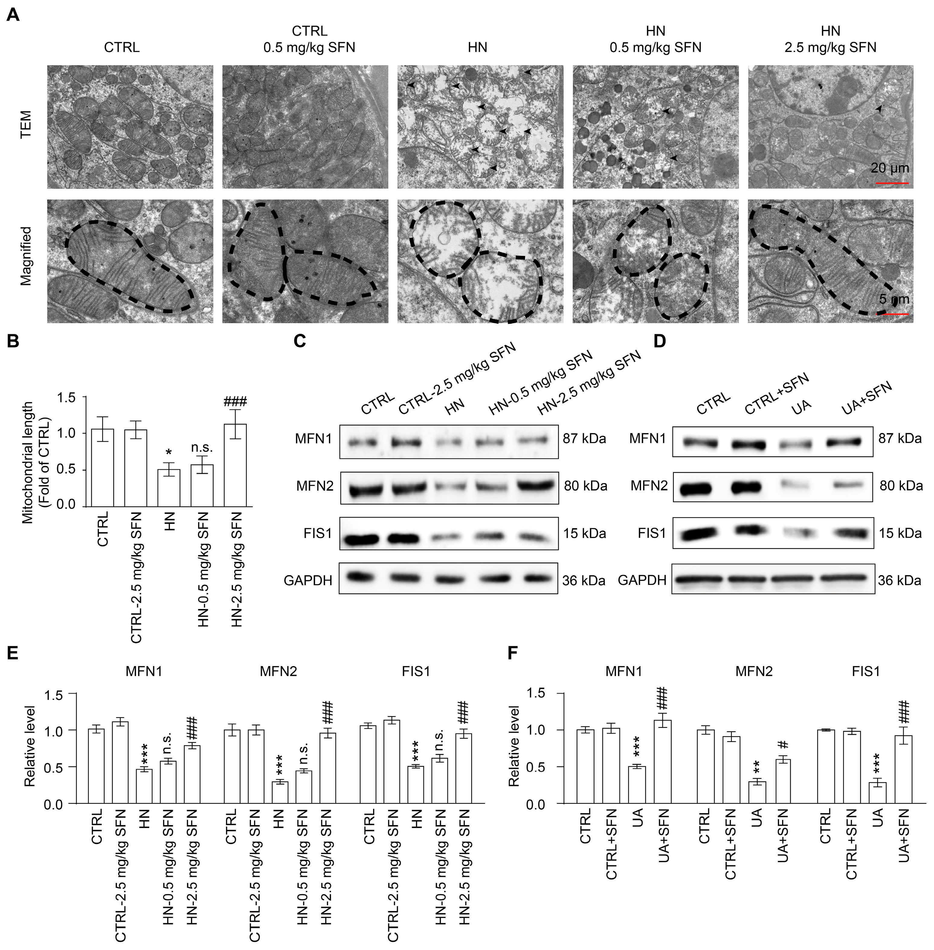 Antioxidants 12 01022 g006