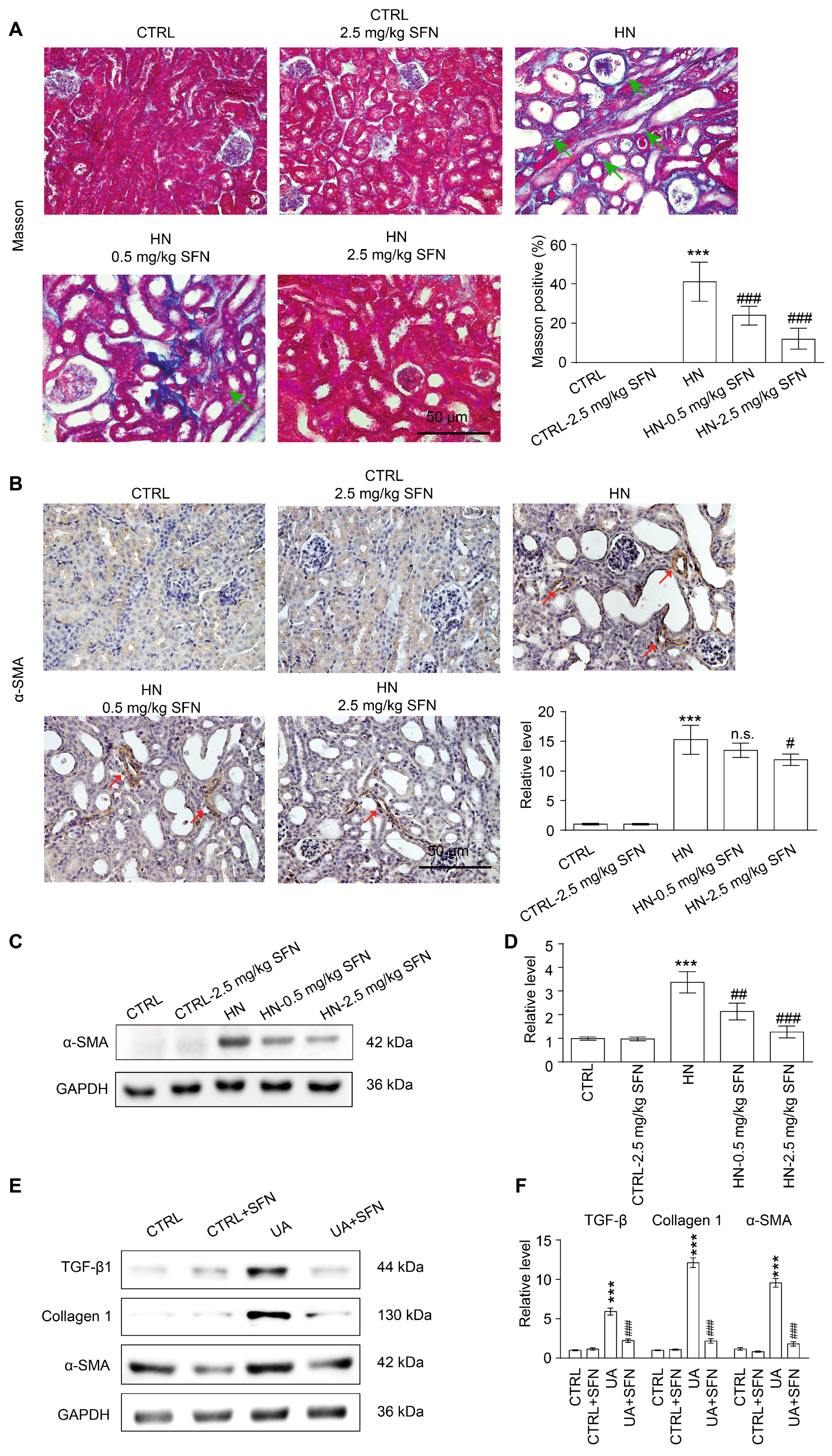Antioxidants 12 01022 g009