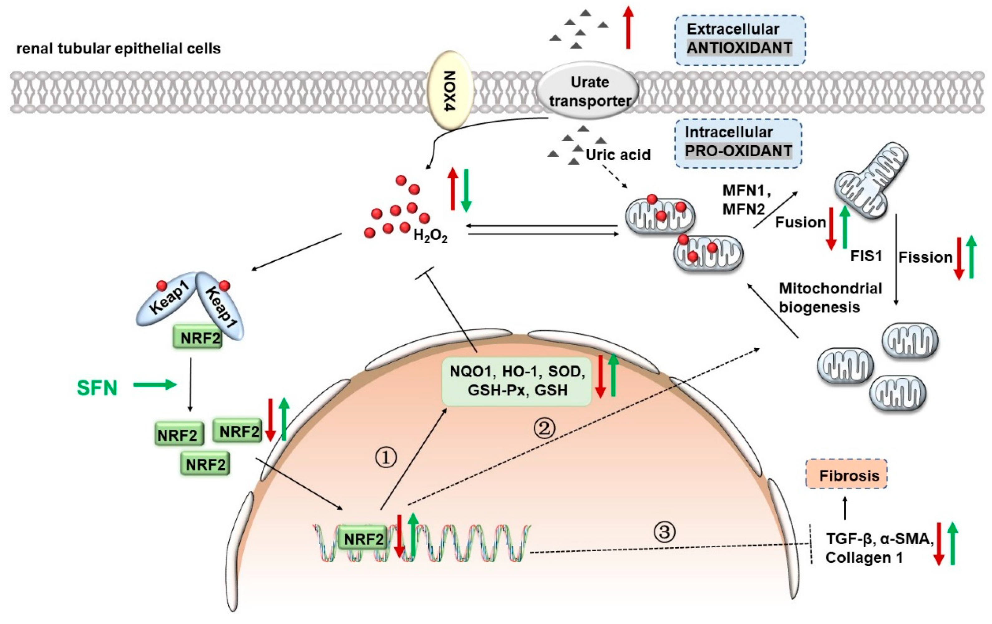 Antioxidants 12 01022 g010